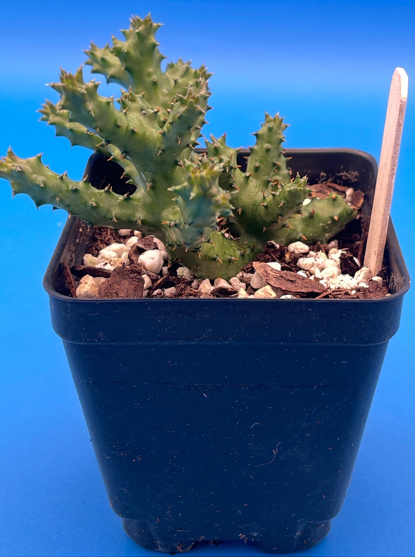 Edithcolea Grandis 3.5 Inch Potted Plant - Persian Carpet Flower - WELL ROOTED