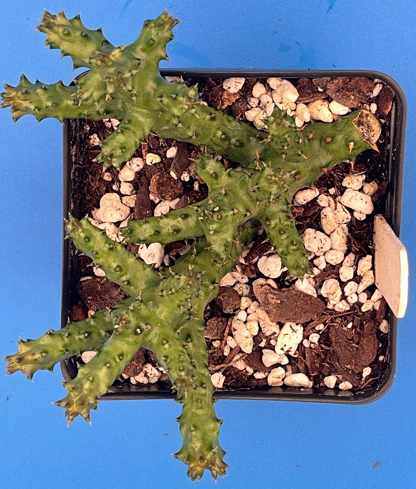 Edithcolea Grandis 3.5 Inch Potted Plant - Persian Carpet Flower - WELL ROOTED