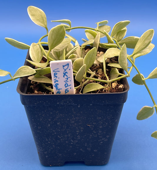Dischidia Oiantha Variegated Rooted and Growing in 3.5” Pot - Lots of Nodes!