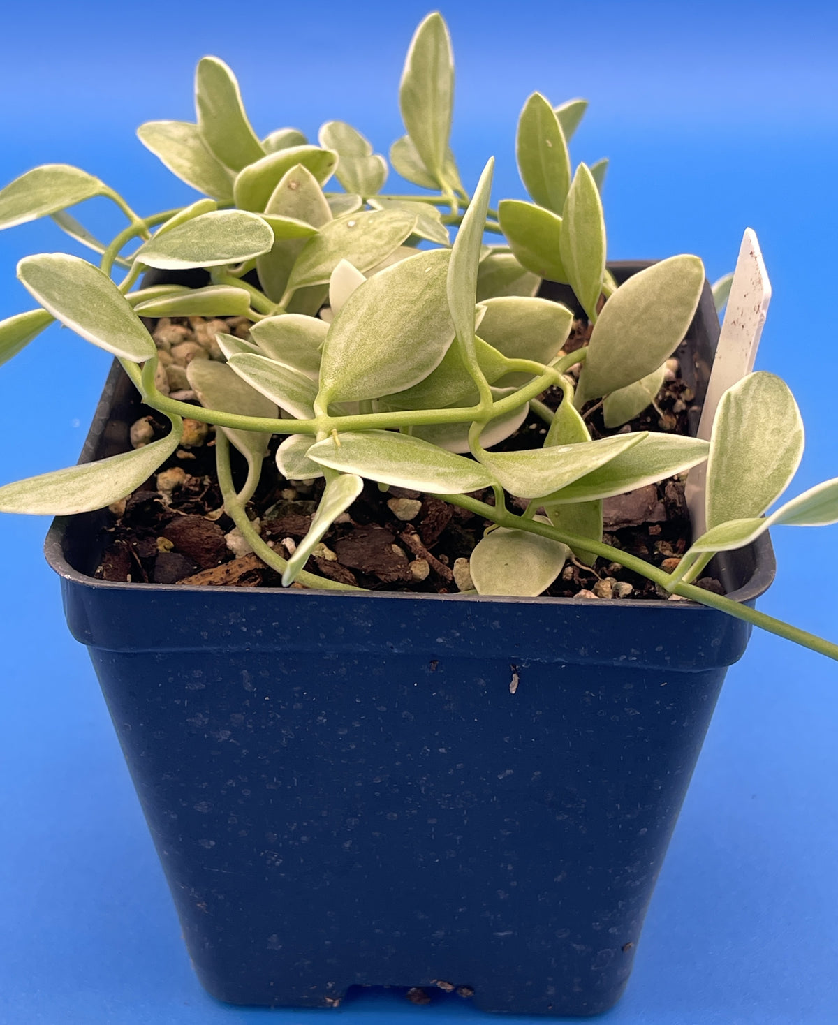 Dischidia Oiantha Variegated Rooted and Growing in 3.5” Pot - Lots of Nodes!