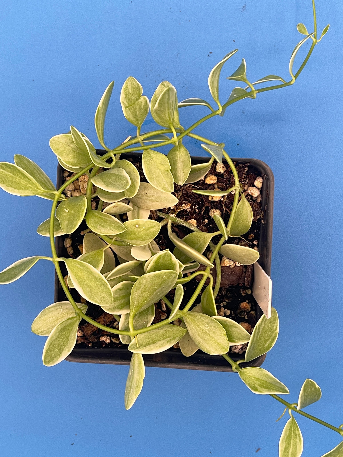 Dischidia Oiantha Variegated Rooted and Growing in 3.5” Pot - Lots of Nodes!