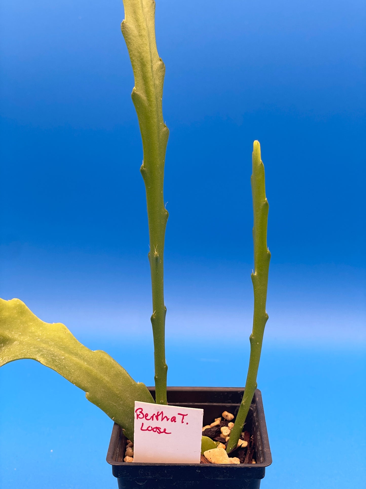 Epiphyllum Hybrid 'Bertha Talbot Loose' 3" Starter Pot - Fully-Rooted
