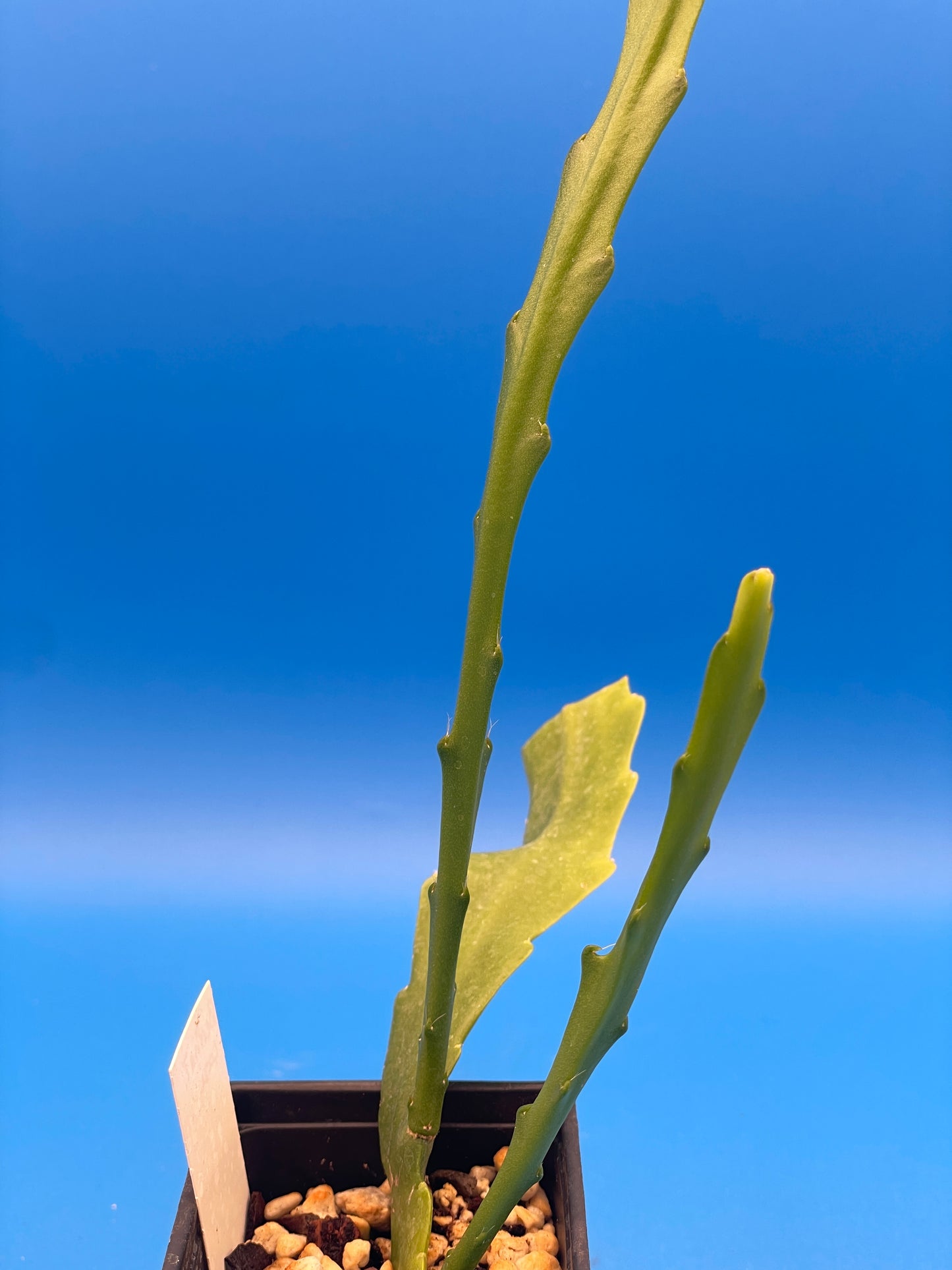 Epiphyllum Hybrid 'Bertha Talbot Loose' 3" Starter Pot - Fully-Rooted