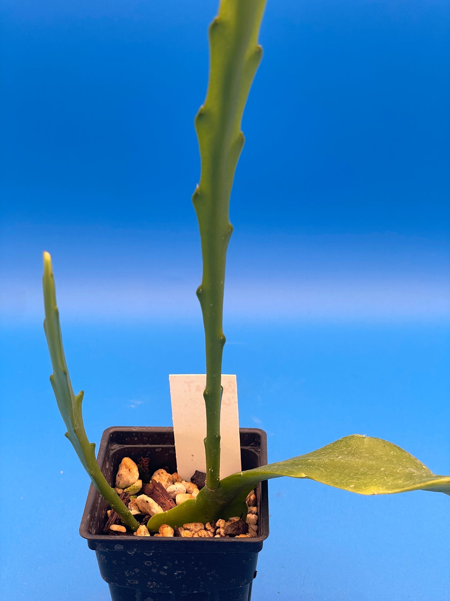 Epiphyllum Hybrid 'Bertha Talbot Loose' 3" Starter Pot - Fully-Rooted