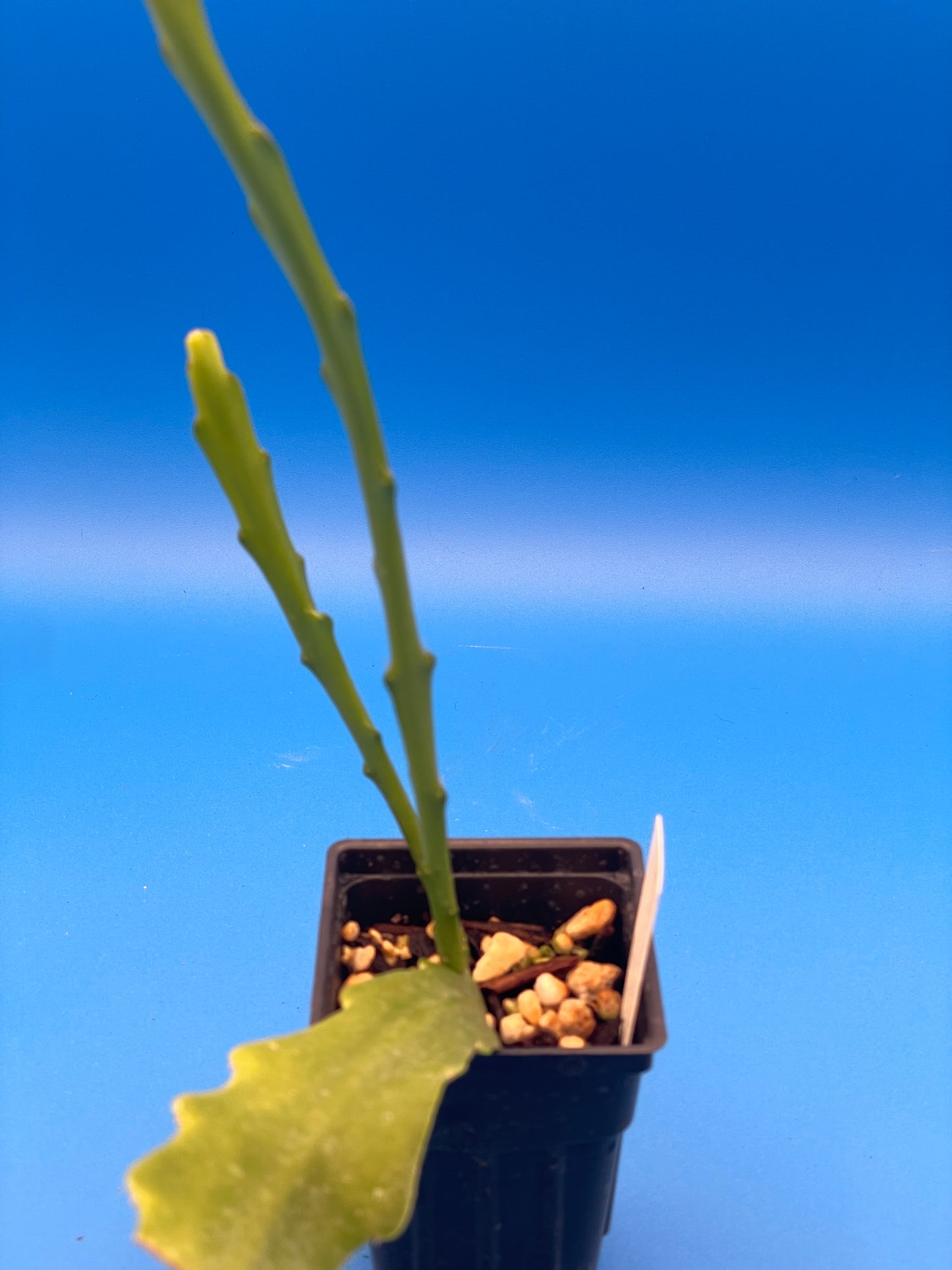 Epiphyllum Hybrid 'Bertha Talbot Loose' 3" Starter Pot - Fully-Rooted