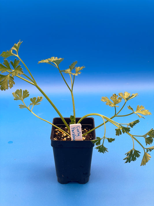 Parsley, Curly Starter Plant - Petroselinum Crispum Var Crispum - No Shipping To Cailifornia Or Arizona!