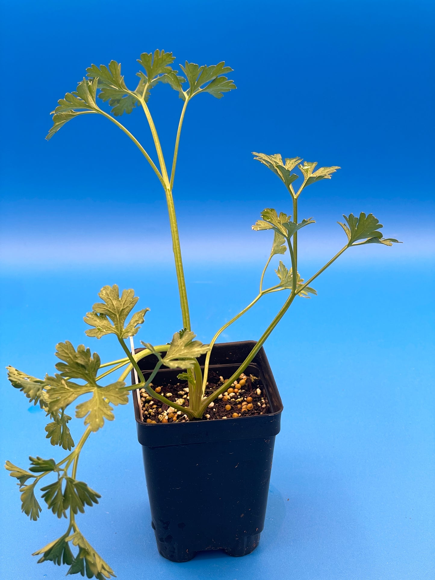 Parsley, Curly Starter Plant - Petroselinum Crispum Var Crispum - No Shipping To Cailifornia Or Arizona!