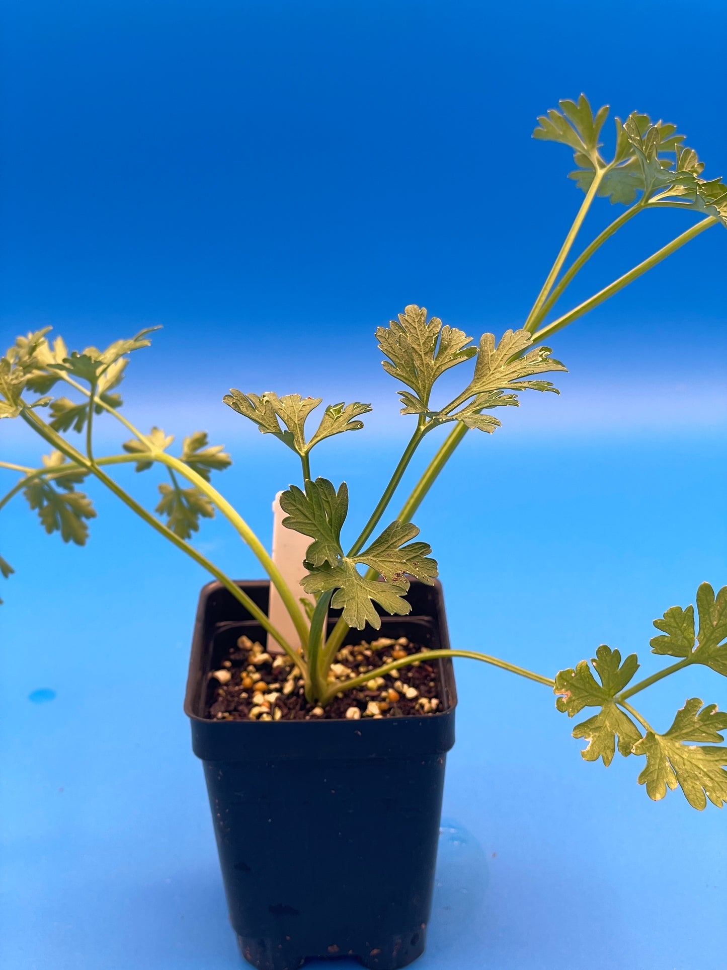 Parsley, Curly Starter Plant - Petroselinum Crispum Var Crispum - No Shipping To Cailifornia Or Arizona!