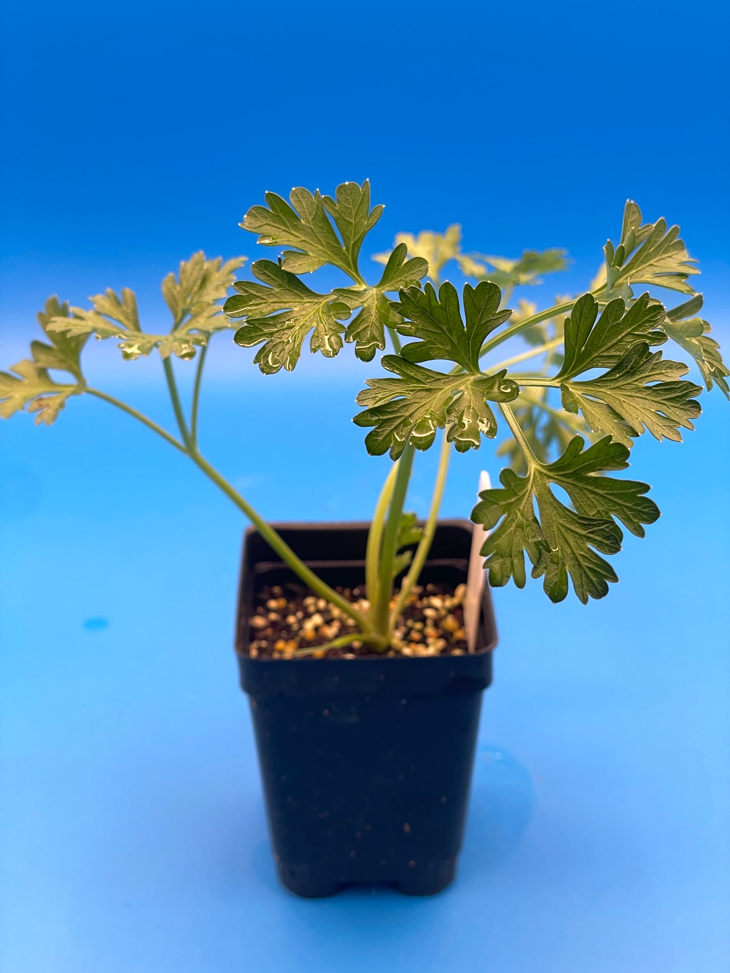 Parsley, Curly Starter Plant - Petroselinum Crispum Var Crispum - No Shipping To Cailifornia Or Arizona!