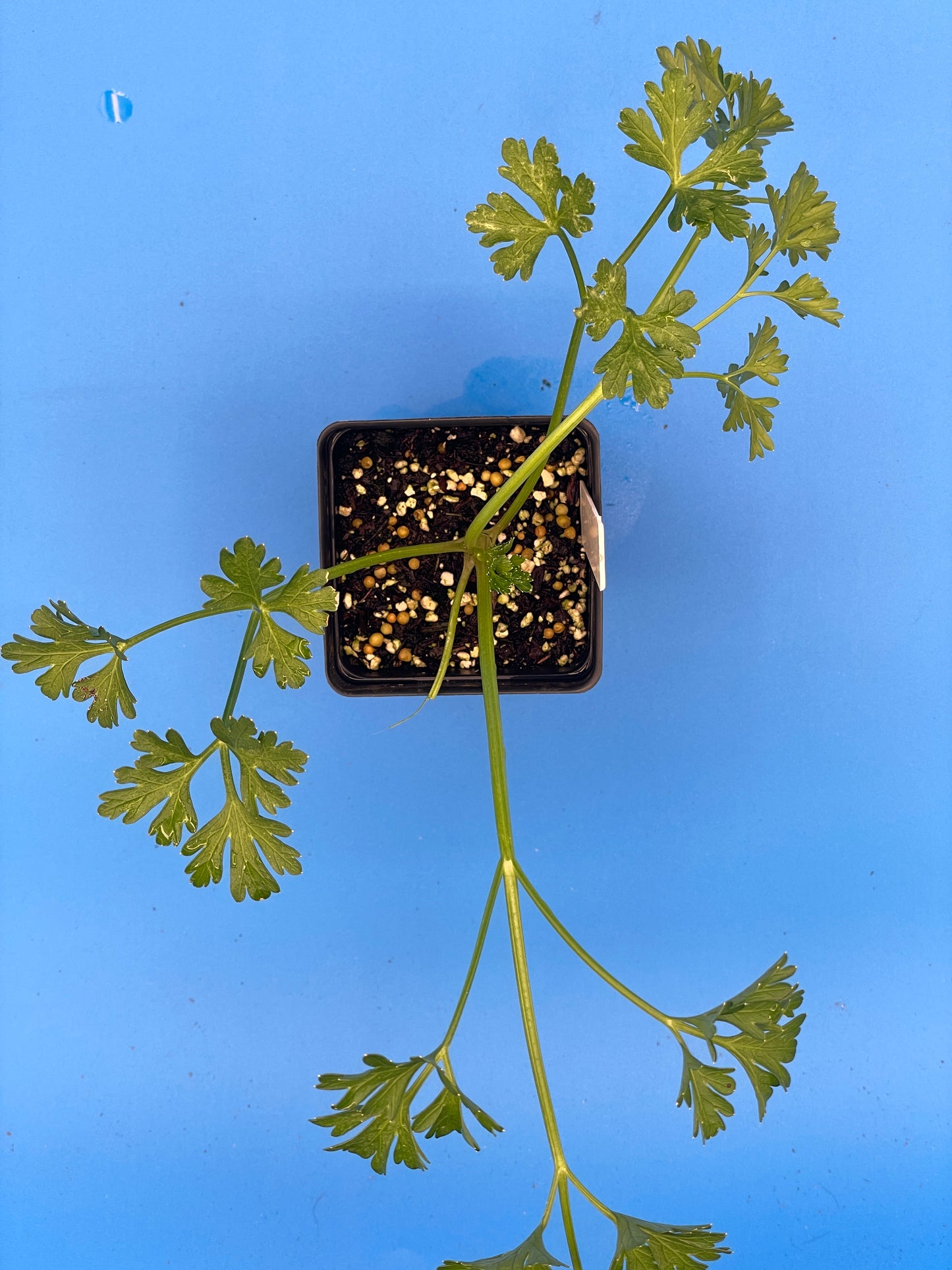 Parsley, Curly Starter Plant - Petroselinum Crispum Var Crispum - No Shipping To Cailifornia Or Arizona!