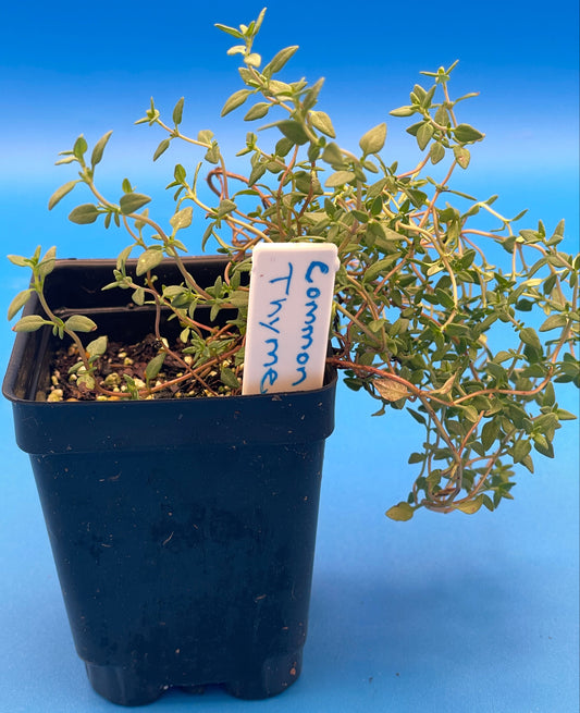 Thyme, English Live 3" Starter Plant - Thymus vulgaris