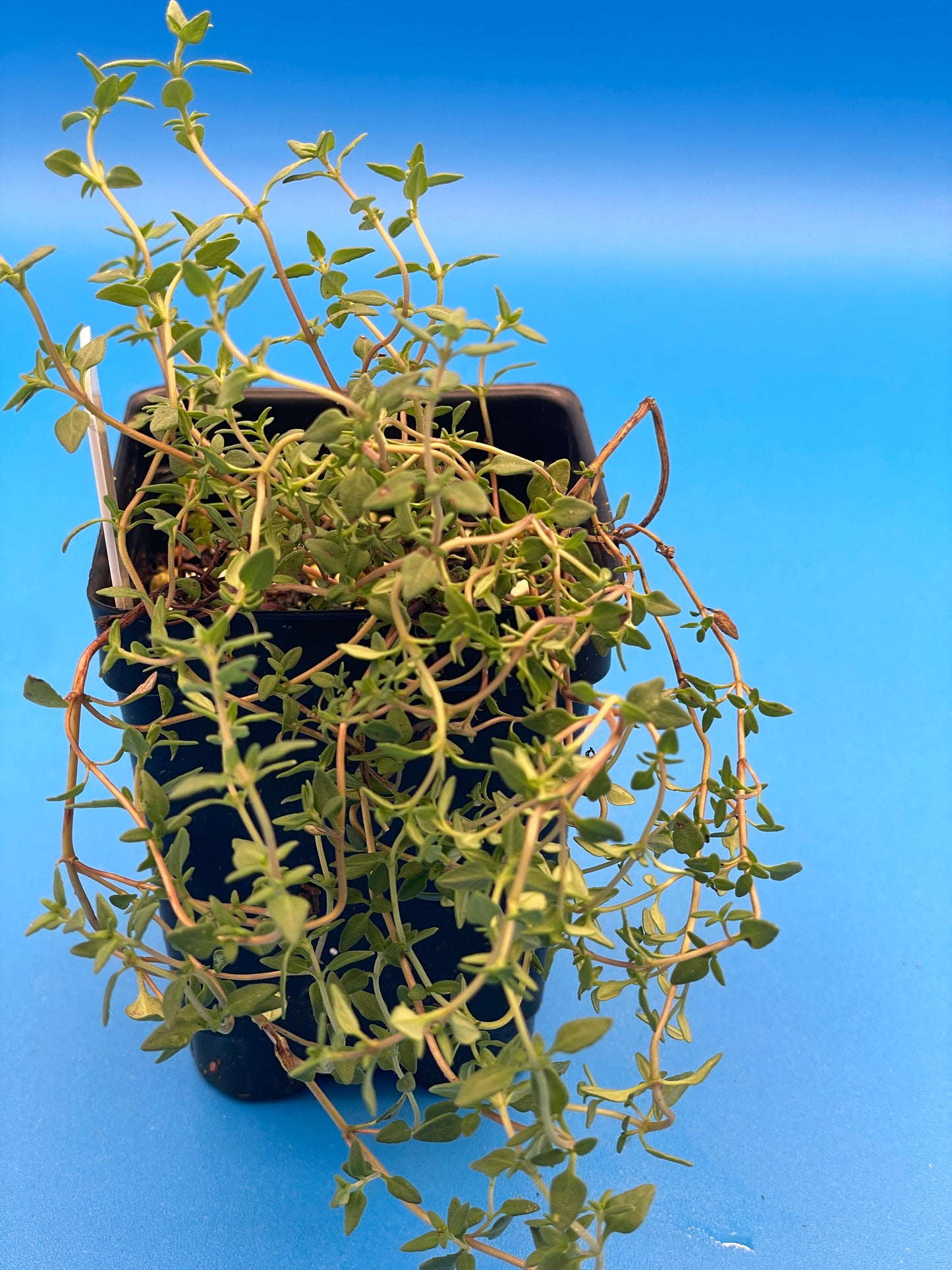 Thyme, English Live 3" Starter Plant - Thymus vulgaris