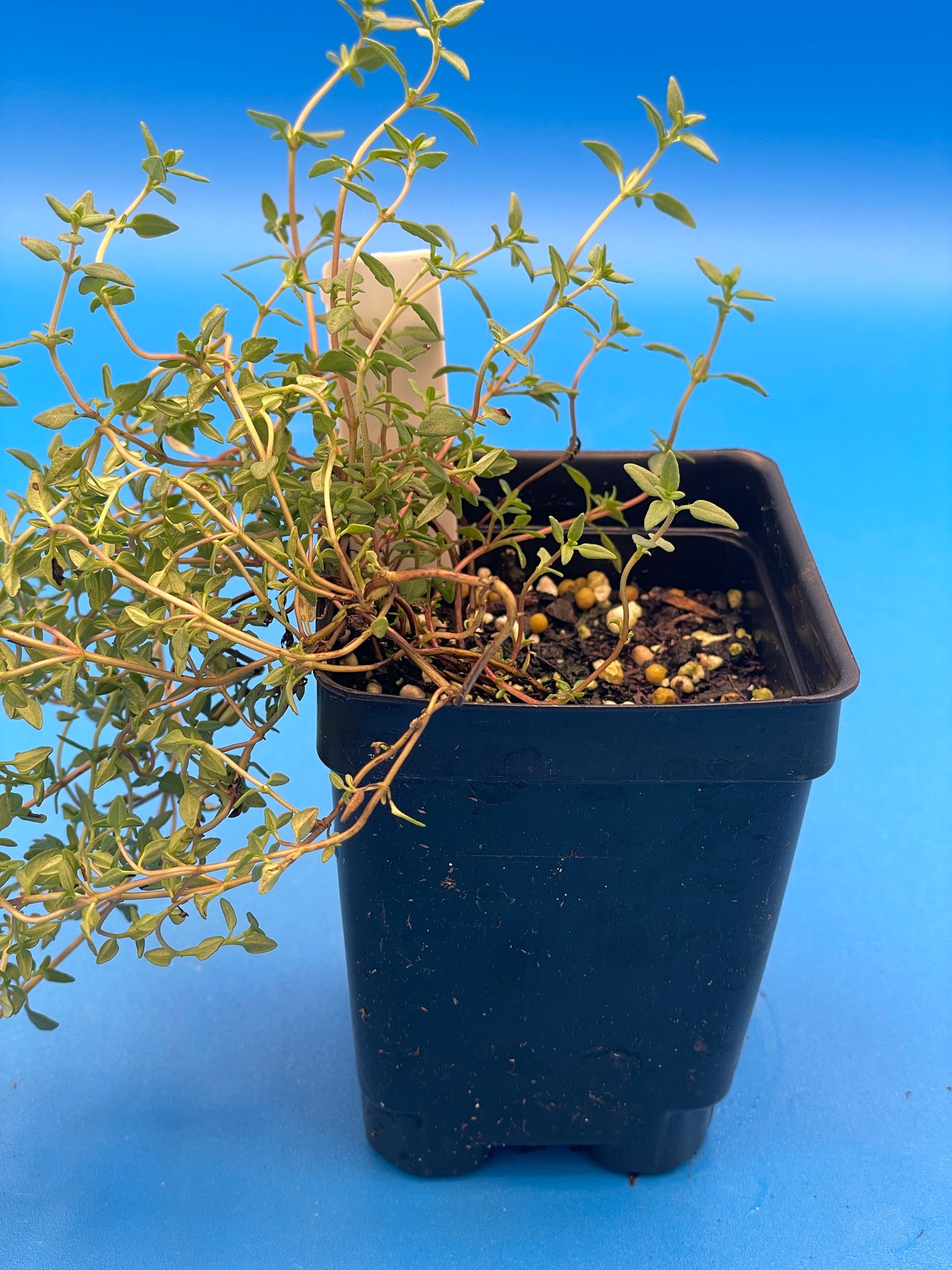Thyme, English Live 3" Starter Plant - Thymus vulgaris