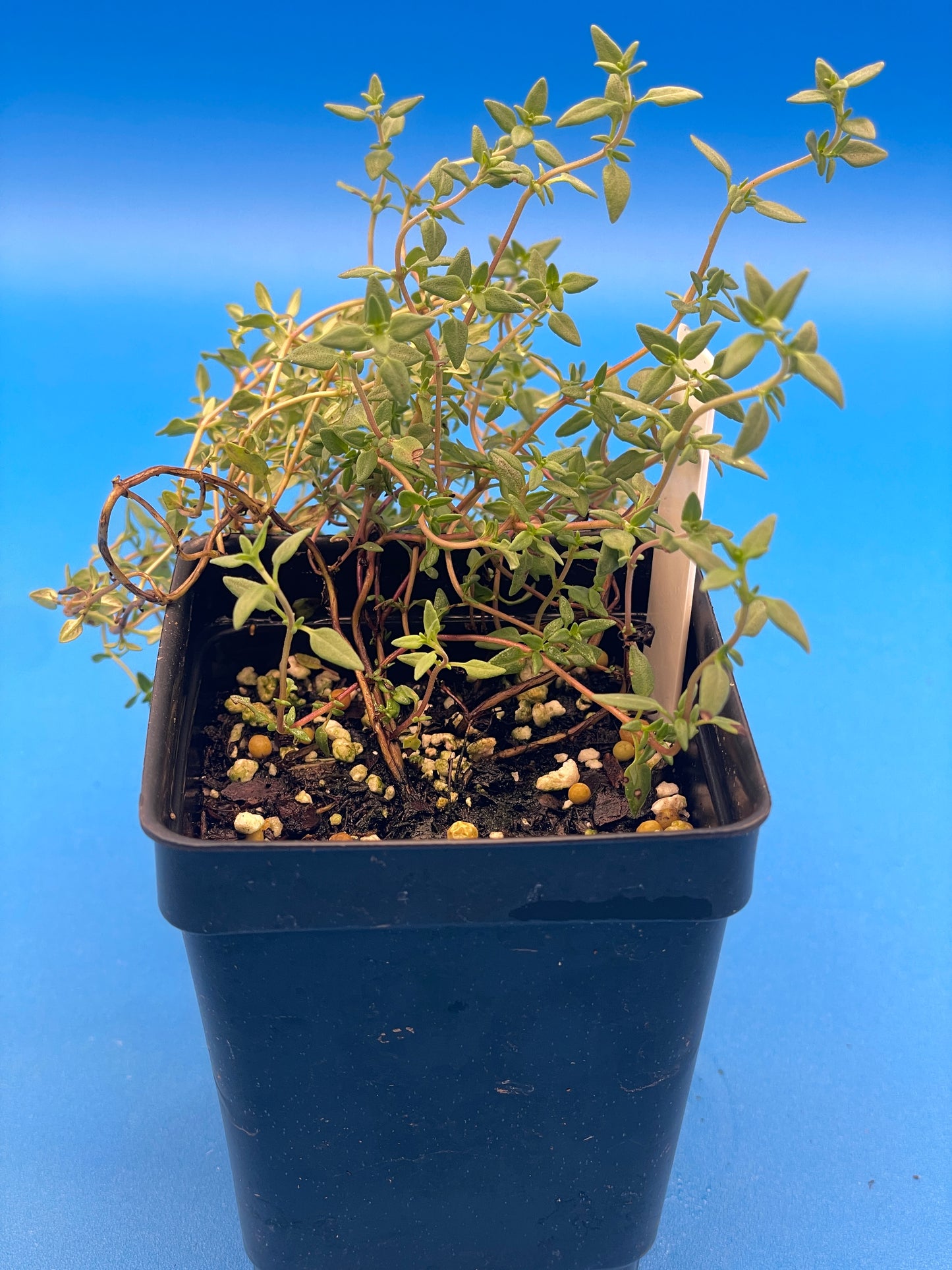 Thyme, English Live 3" Starter Plant - Thymus vulgaris