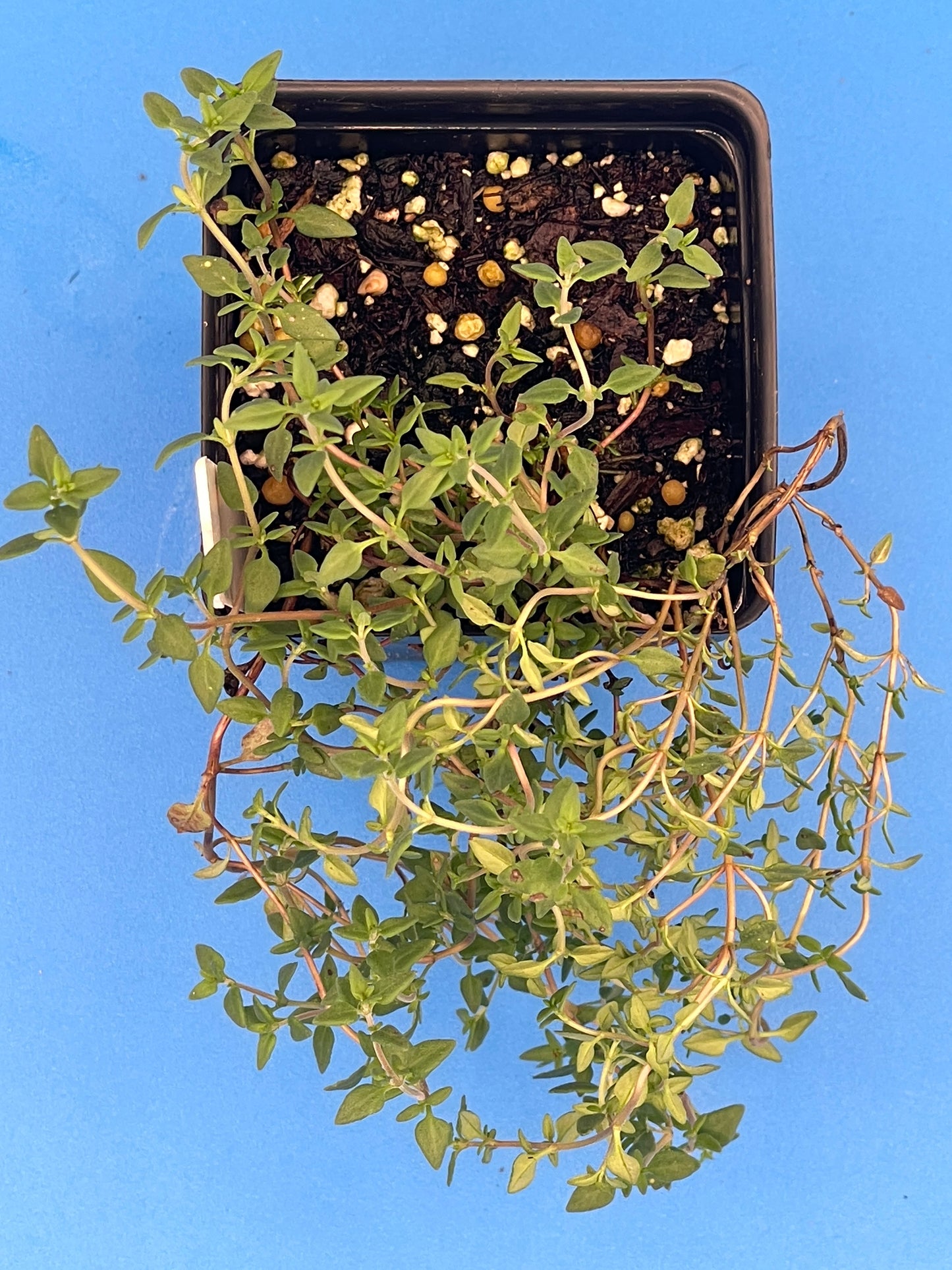 Thyme, English Live 3" Starter Plant - Thymus vulgaris