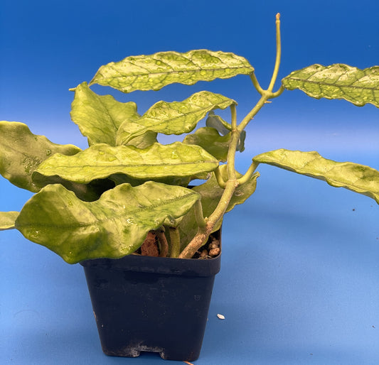 Hoya Globulosa Grown In 3.5" Pots - Very Healthy - Flowering Size - Velvet Fuzzy Leaves ! - No Shipping To California Or Arizona!