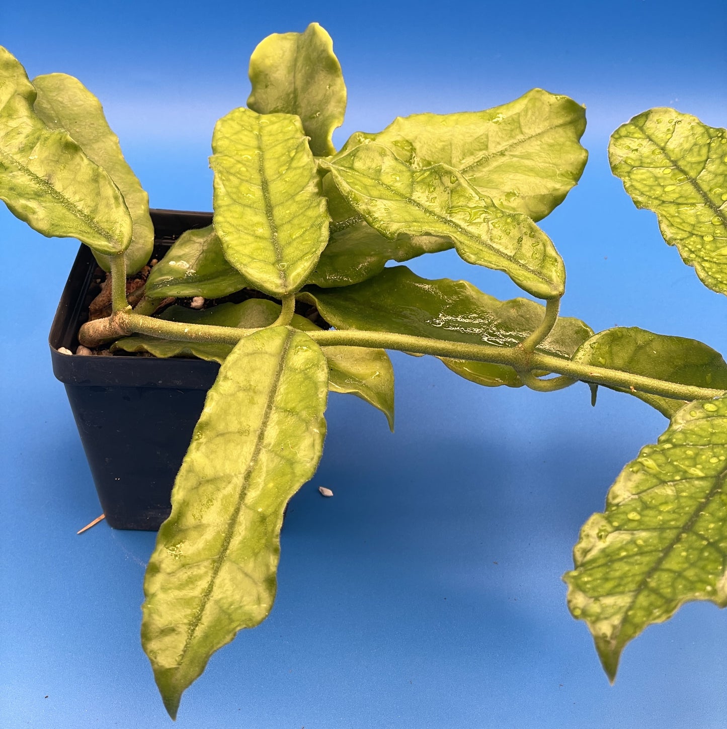 Hoya Globulosa Grown In 3.5" Pots - Very Healthy - Flowering Size - Velvet Fuzzy Leaves ! - No Shipping To California Or Arizona!