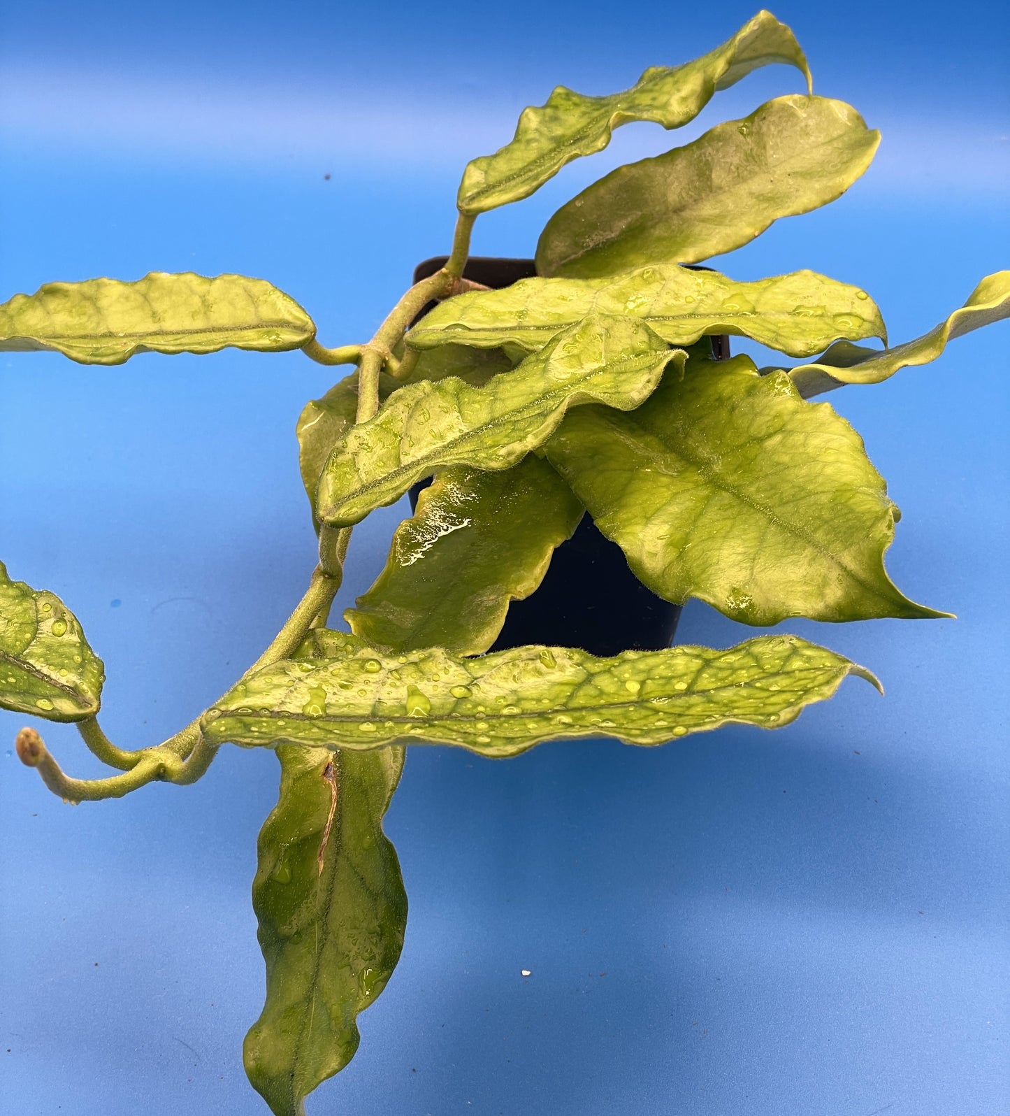 Hoya Globulosa Grown In 3.5" Pots - Very Healthy - Flowering Size - Velvet Fuzzy Leaves ! - No Shipping To California Or Arizona!