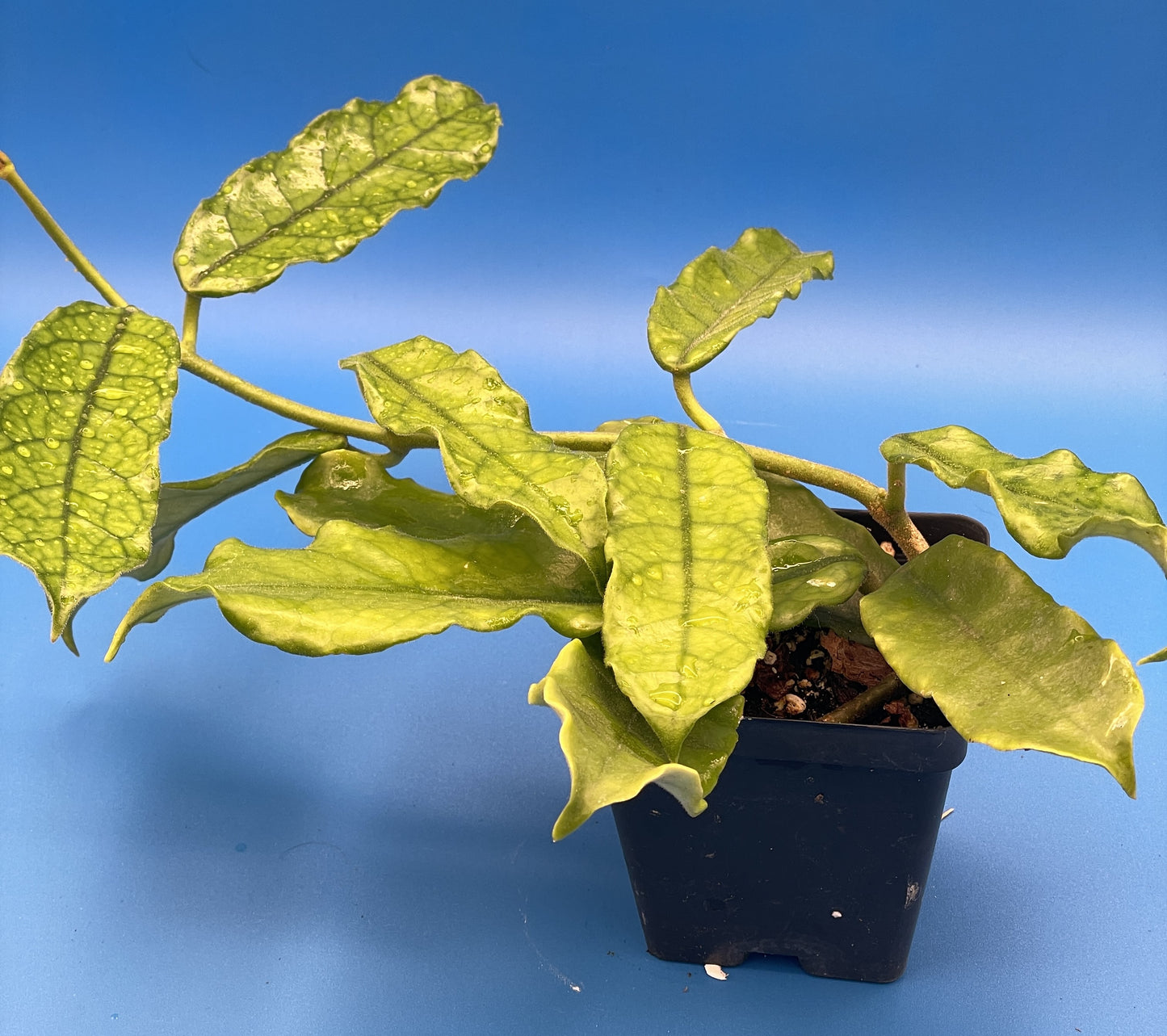Hoya Globulosa Grown In 3.5" Pots - Very Healthy - Flowering Size - Velvet Fuzzy Leaves ! - No Shipping To California Or Arizona!