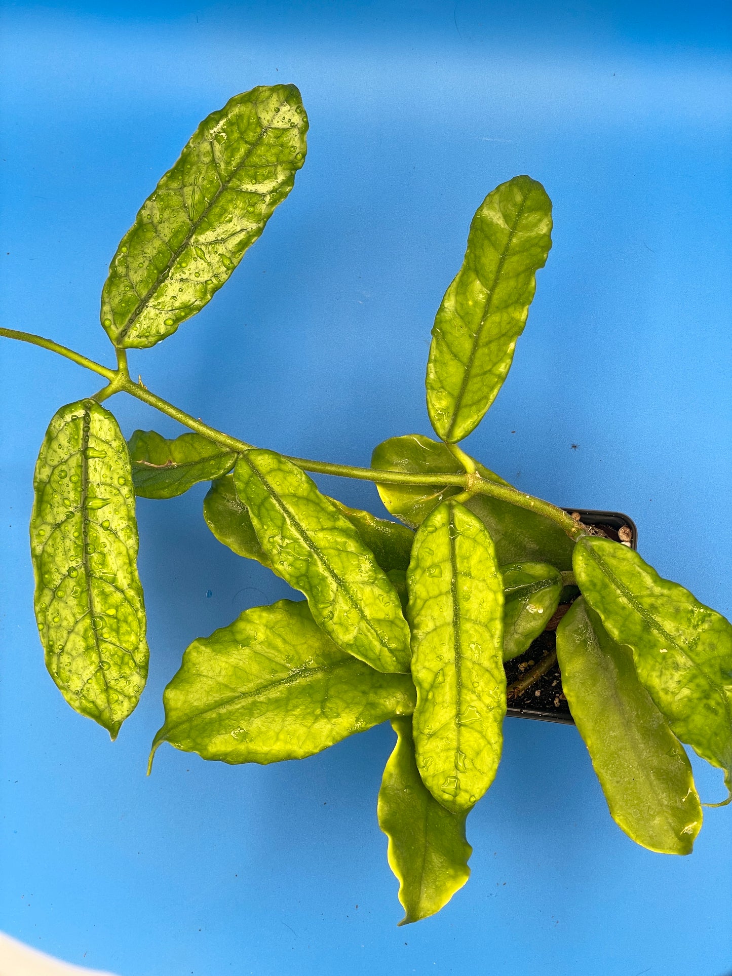 Hoya Globulosa Grown In 3.5" Pots - Very Healthy - Flowering Size - Velvet Fuzzy Leaves ! - No Shipping To California Or Arizona!