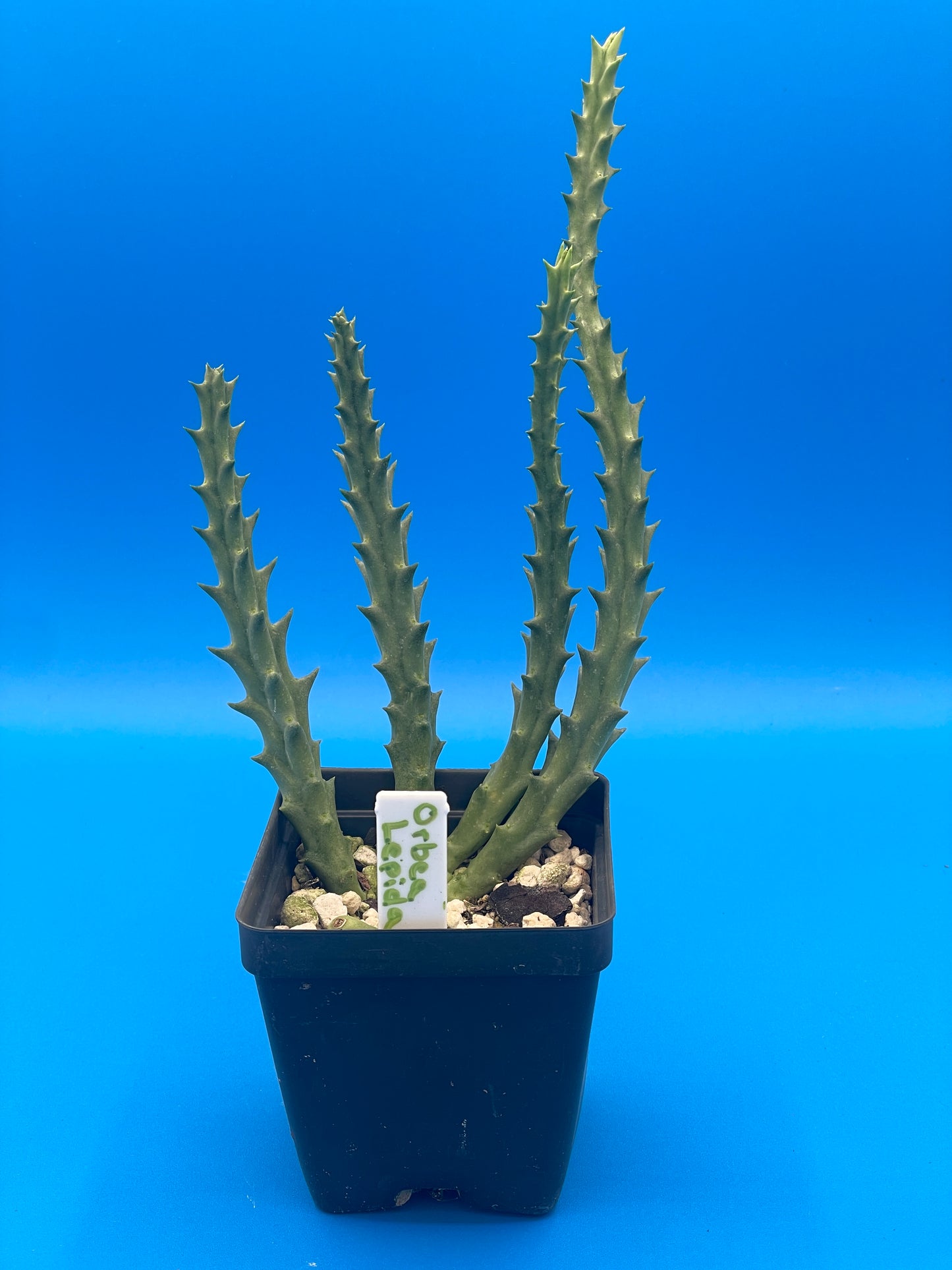 Orbea Lepida 3.5 Inch Potted Plant - WELL ROOTED - Stapelia Lepida