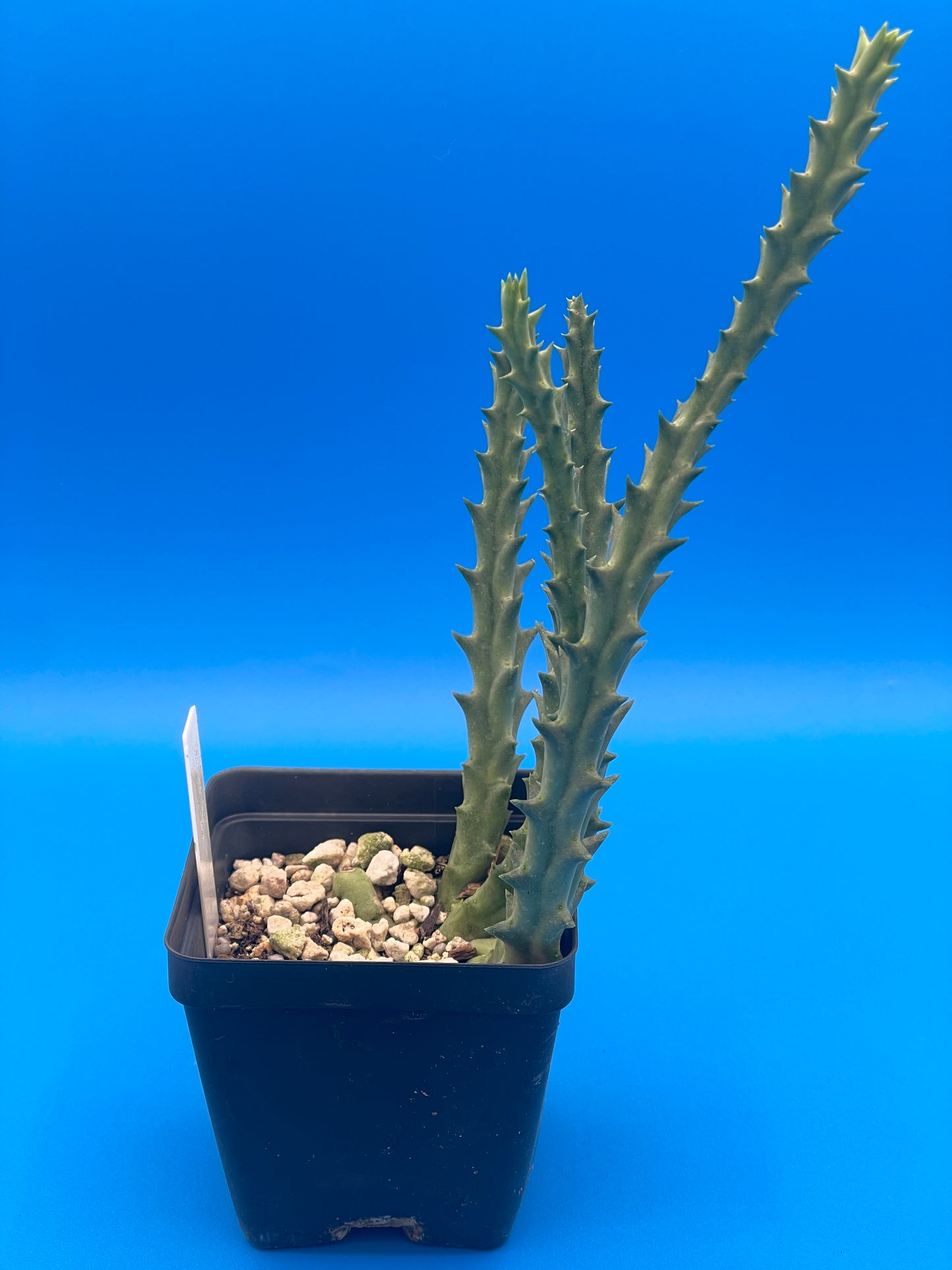 Orbea Lepida 3.5 Inch Potted Plant - WELL ROOTED - Stapelia Lepida