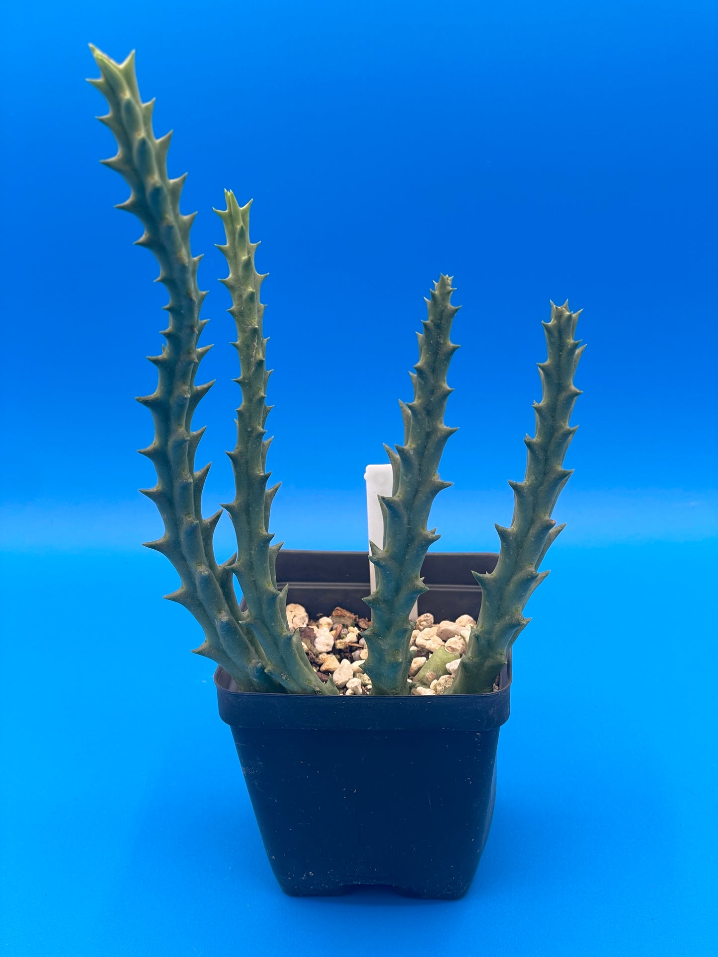 Orbea Lepida 3.5 Inch Potted Plant - WELL ROOTED - Stapelia Lepida