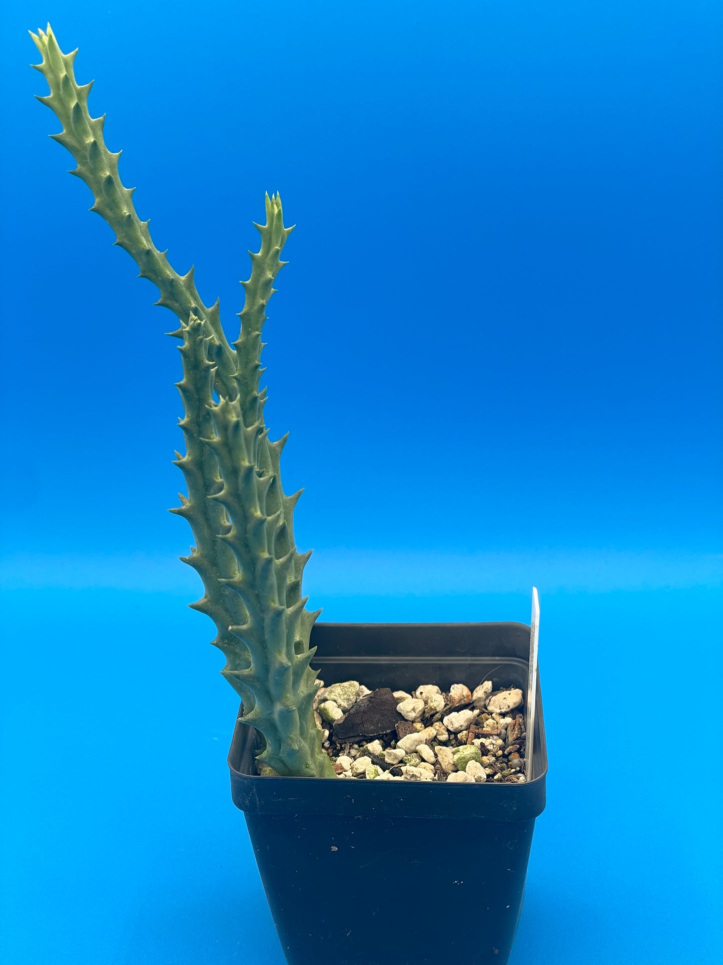 Orbea Lepida 3.5 Inch Potted Plant - WELL ROOTED - Stapelia Lepida