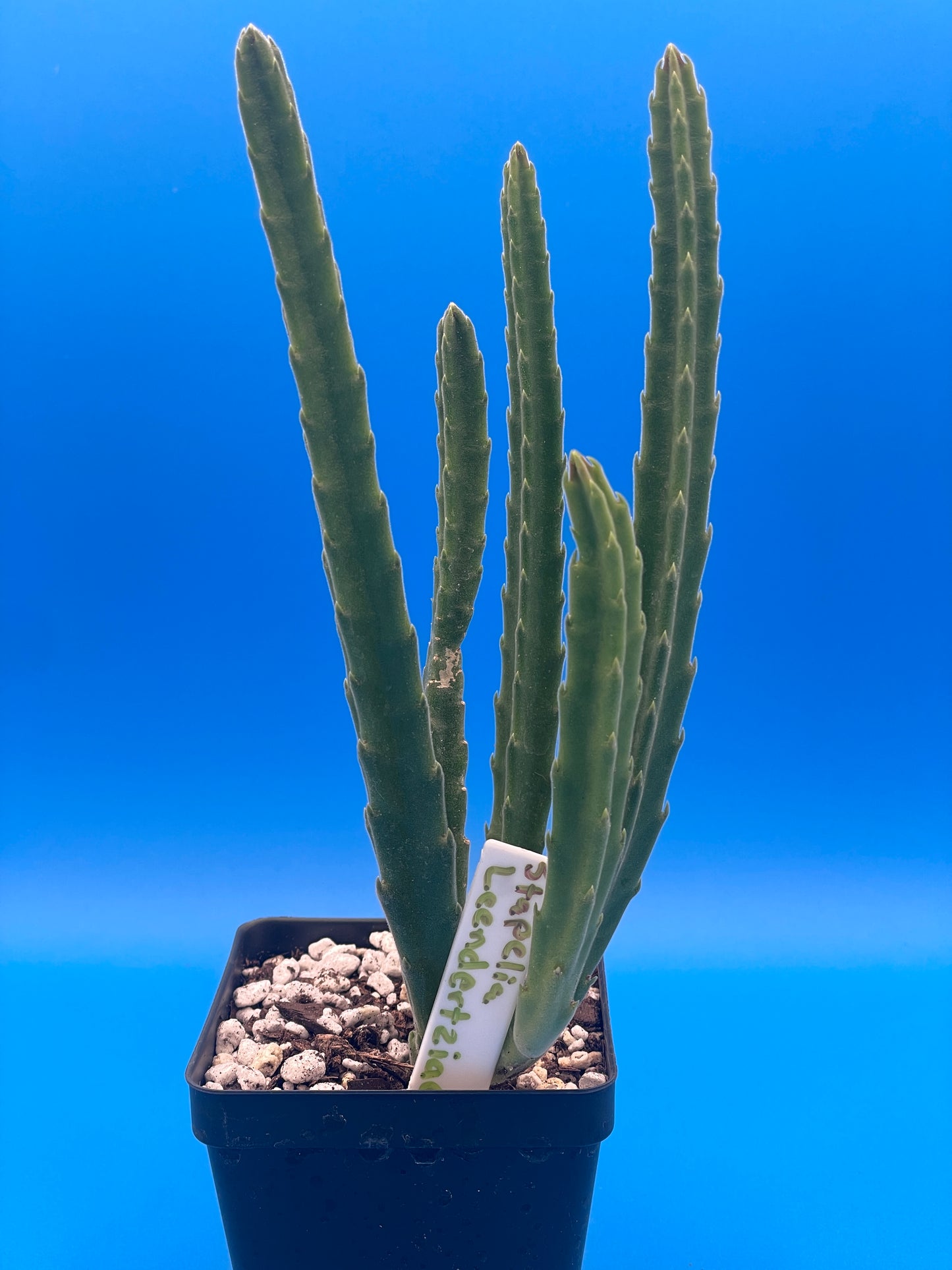 Stapelia Leendertziae 3.5 Inch Potted Plant WELL ROOTED Starfish Cactus - Cannot Ship To California Or Arizona
