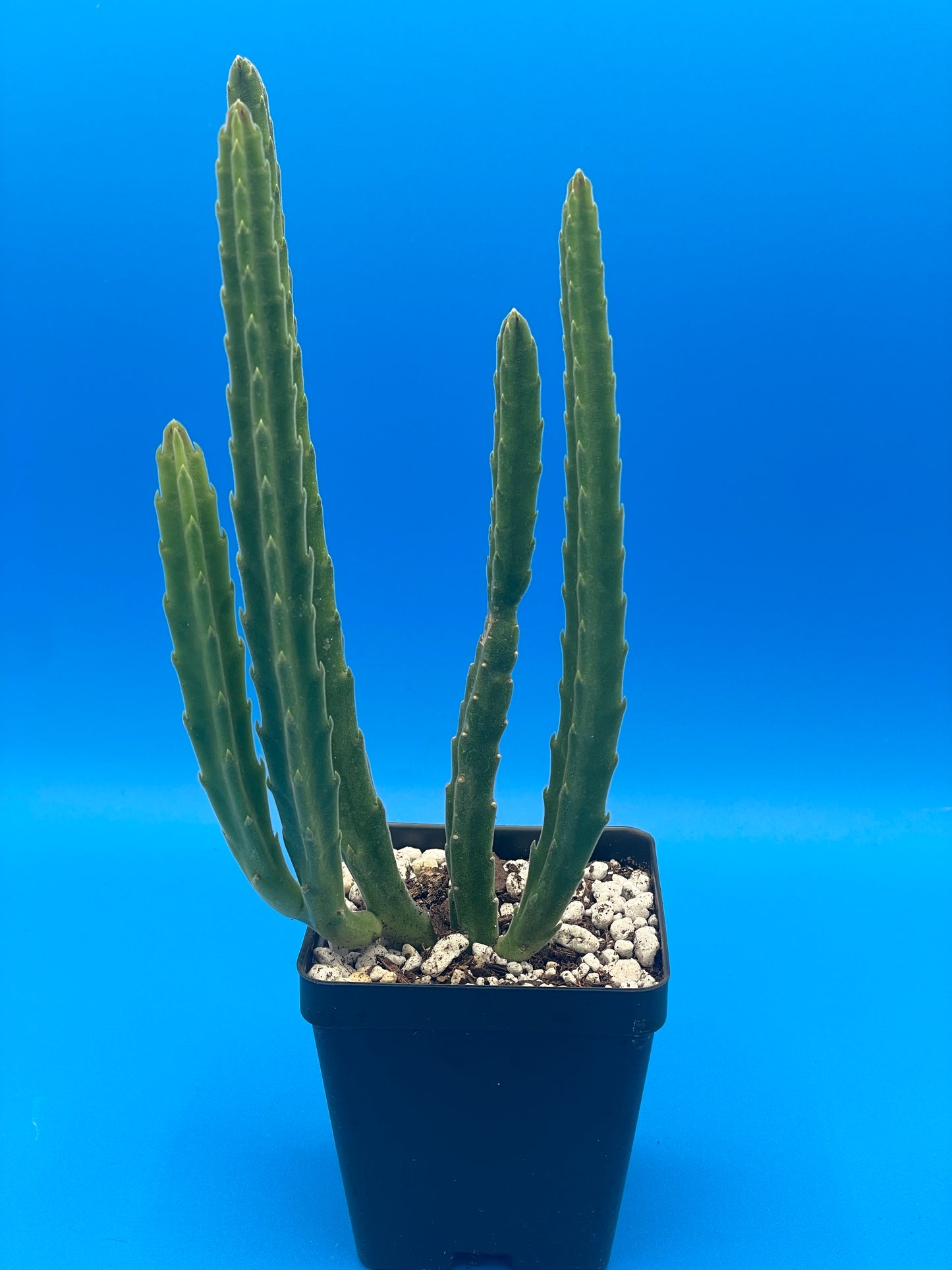 Stapelia Leendertziae 3.5 Inch Potted Plant WELL ROOTED Starfish Cactus - Cannot Ship To California Or Arizona