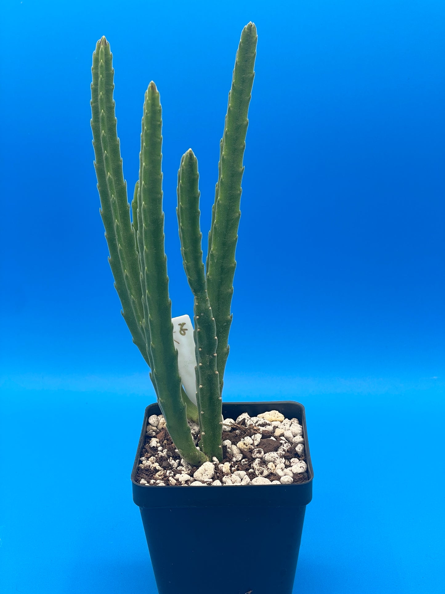 Stapelia Leendertziae 3.5 Inch Potted Plant WELL ROOTED Starfish Cactus - Cannot Ship To California Or Arizona