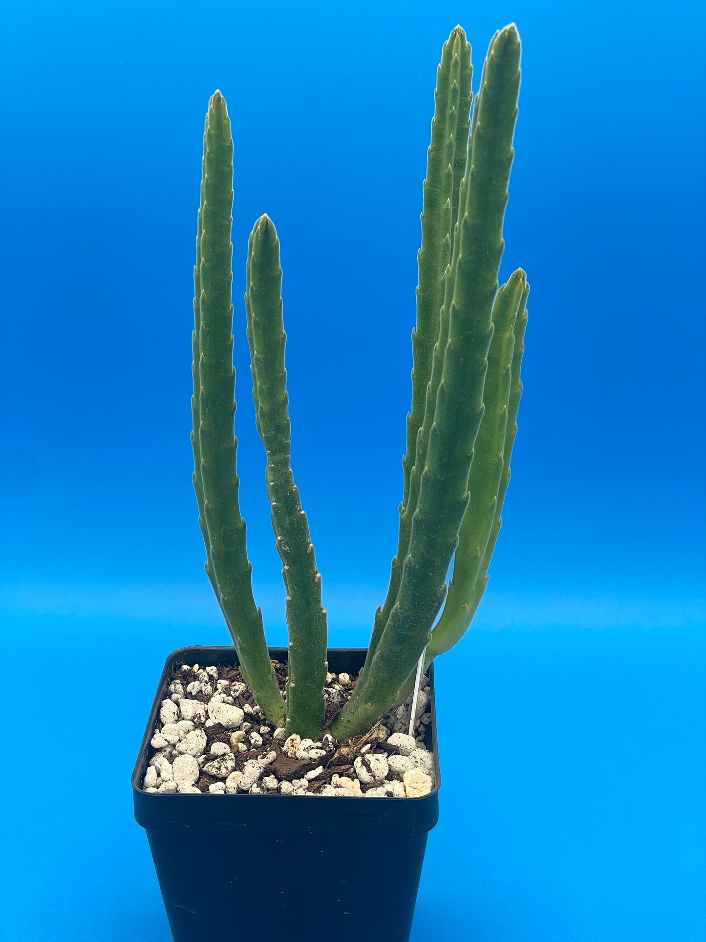 Stapelia Leendertziae 3.5 Inch Potted Plant WELL ROOTED Starfish Cactus - Cannot Ship To California Or Arizona