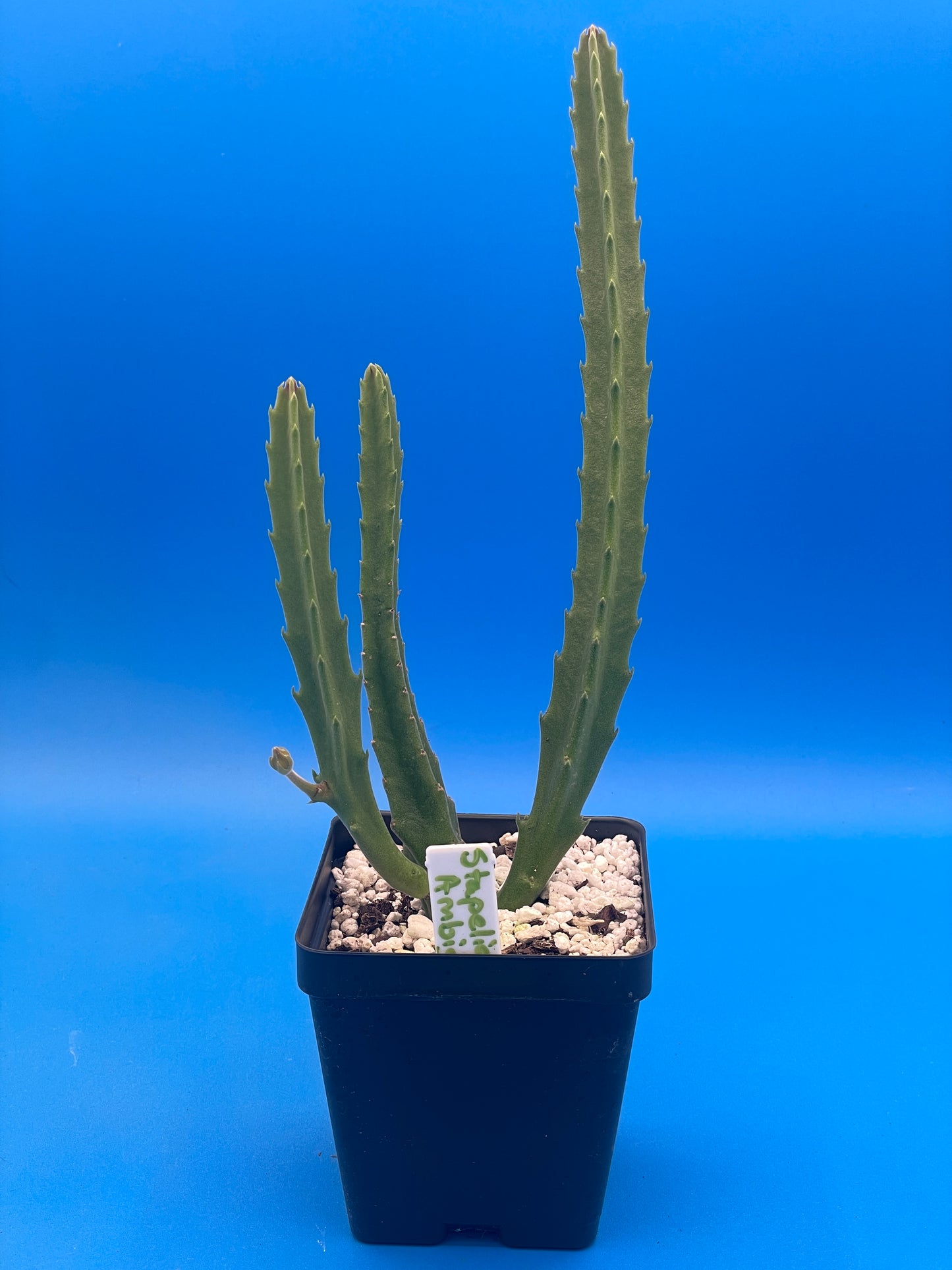 Stapelia Ambigua 3.5 Inch Potted Plant WELL ROOTED Starfish Cactus