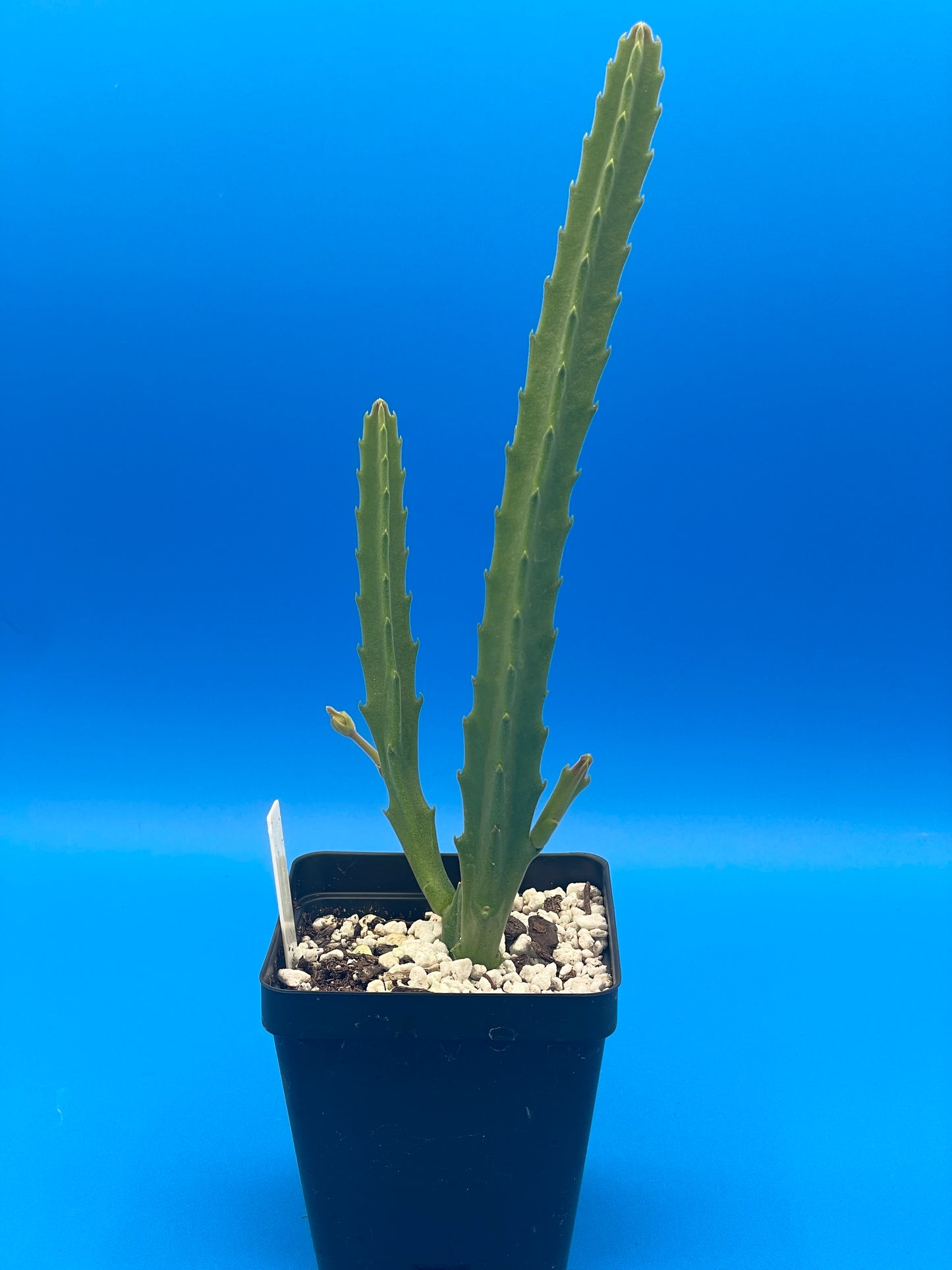 Stapelia Ambigua 3.5 Inch Potted Plant WELL ROOTED Starfish Cactus