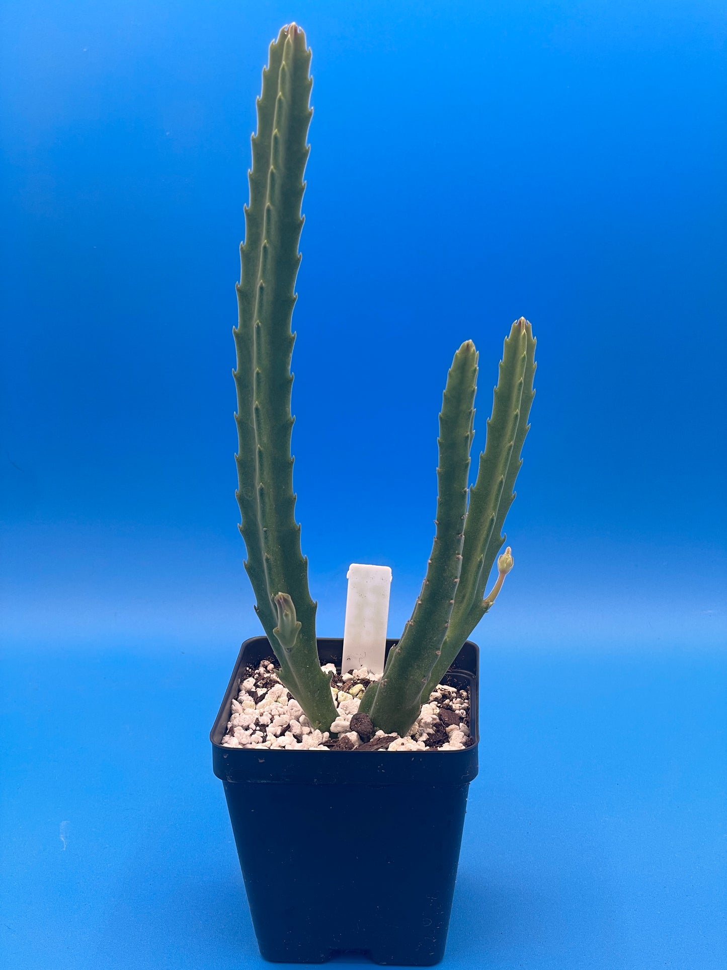 Stapelia Ambigua 3.5 Inch Potted Plant WELL ROOTED Starfish Cactus