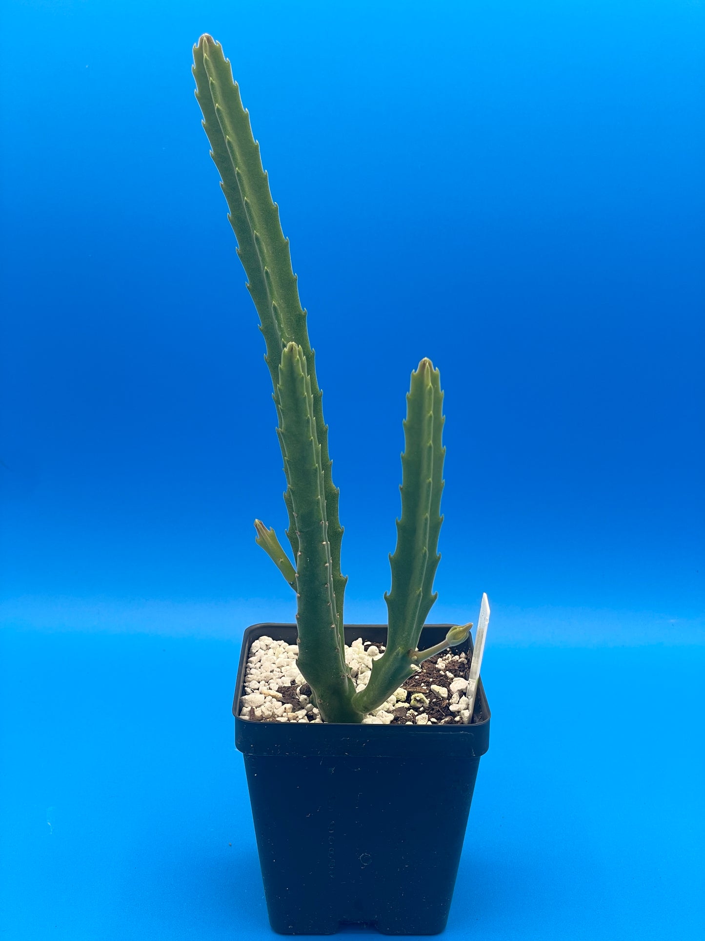 Stapelia Ambigua 3.5 Inch Potted Plant WELL ROOTED Starfish Cactus