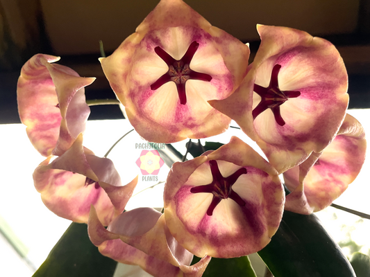 Hoya Archboldiana Pink - Rooted In 3.5" pot - Multiple Nodes!