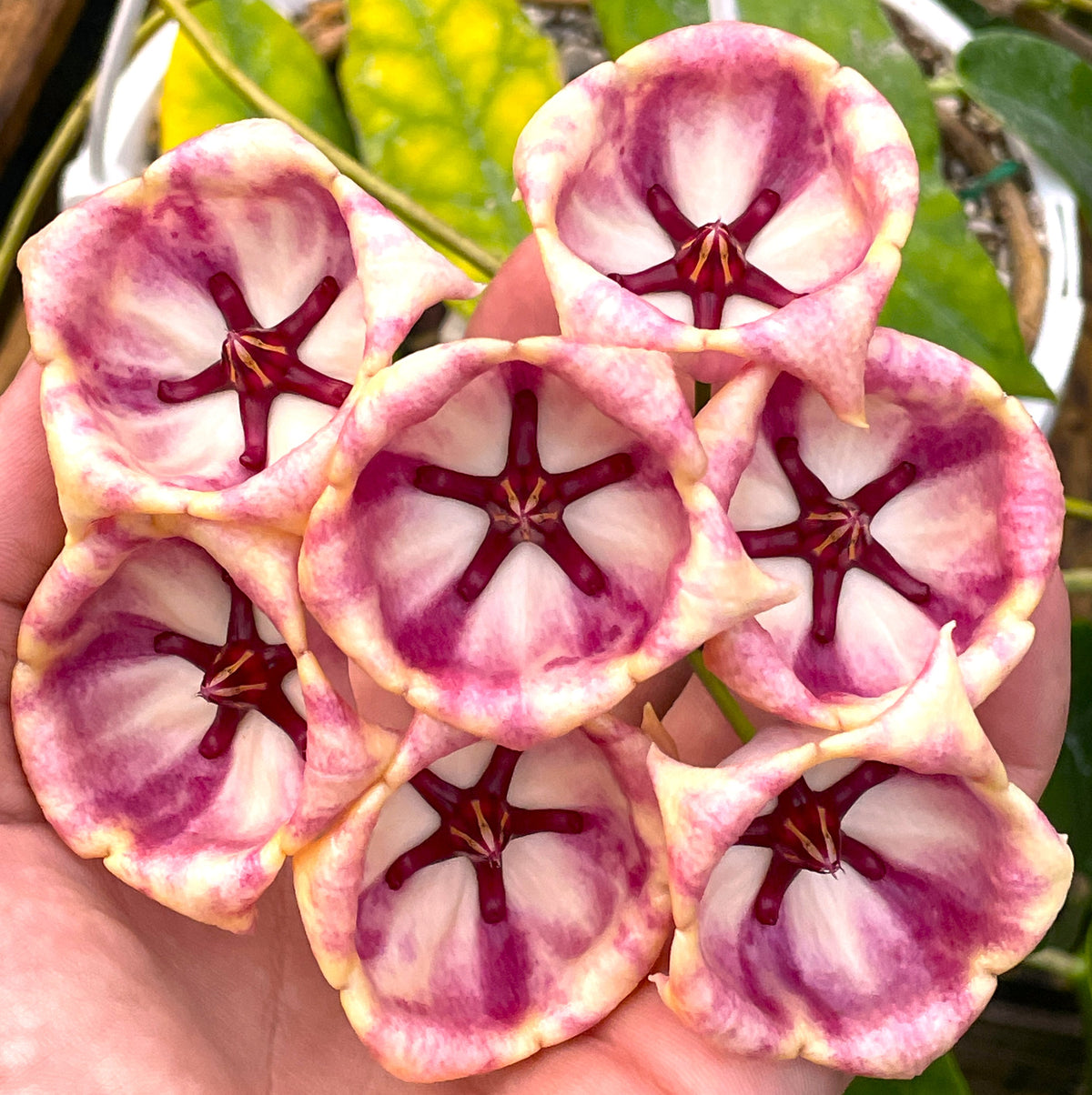 Hoya Archboldiana Pink- Rooted In 3.5" Pot- Multiple Nodes- Amazing Blooms!