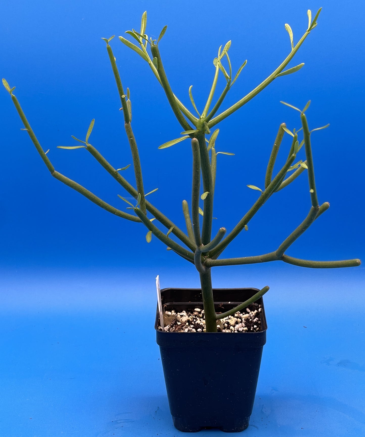 Pencil Cactus - Euphorbia tirucalli - Grown in 3.5" Pot - Full And Super Healthy