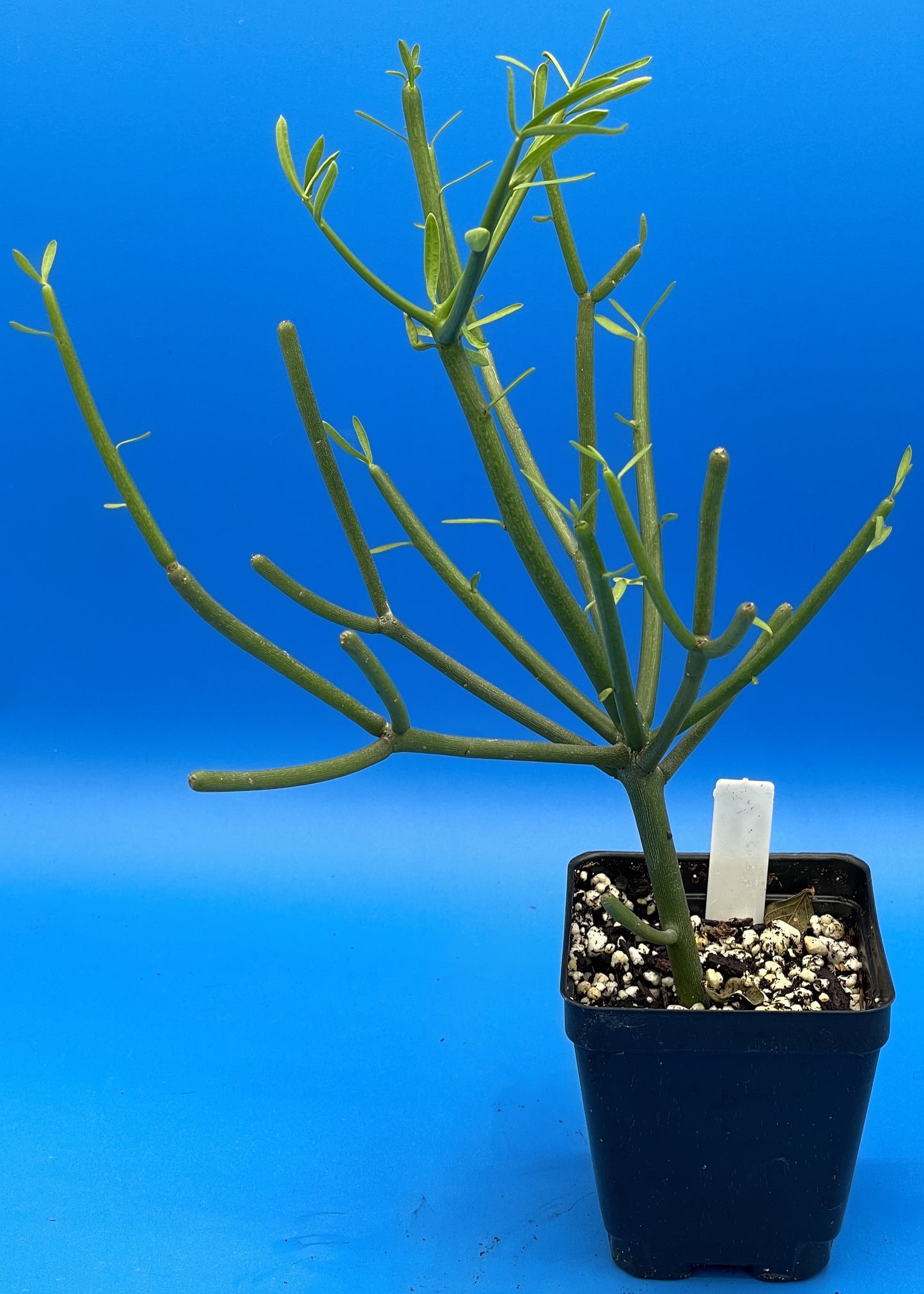 Pencil Cactus - Euphorbia tirucalli - Grown in 3.5" Pot - Full And Super Healthy