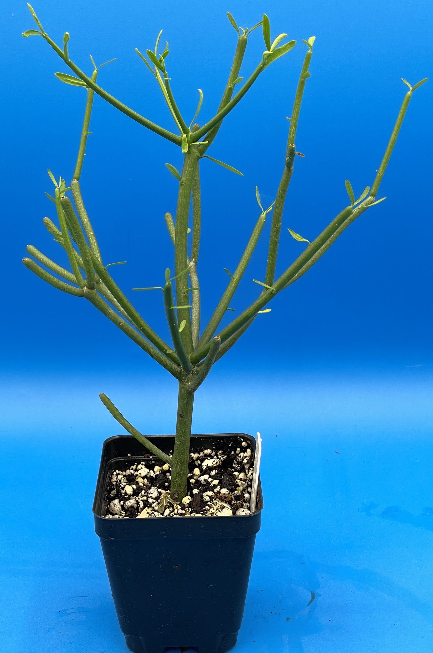 Pencil Cactus - Euphorbia tirucalli - Grown in 3.5" Pot - Full And Super Healthy