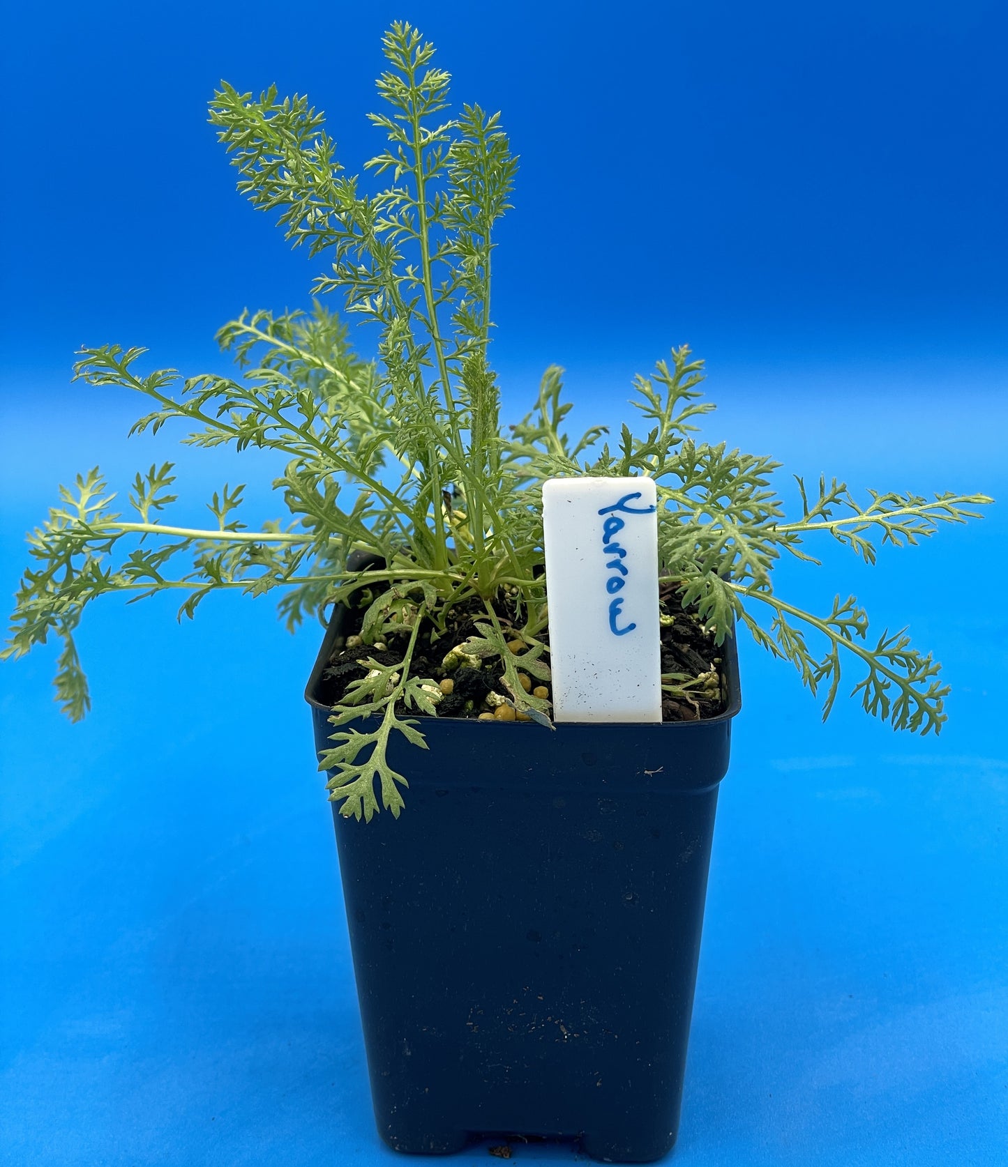 Yarrow Starter Plant - Achillea millefolium - Official Yarrow - Pollinator Magnet! No Shipping To Cailifornia Or Arizona!