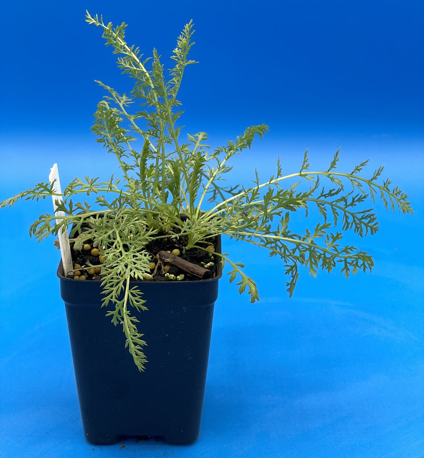 Yarrow Starter Plant - Achillea millefolium - Official Yarrow - Pollinator Magnet! No Shipping To Cailifornia Or Arizona!