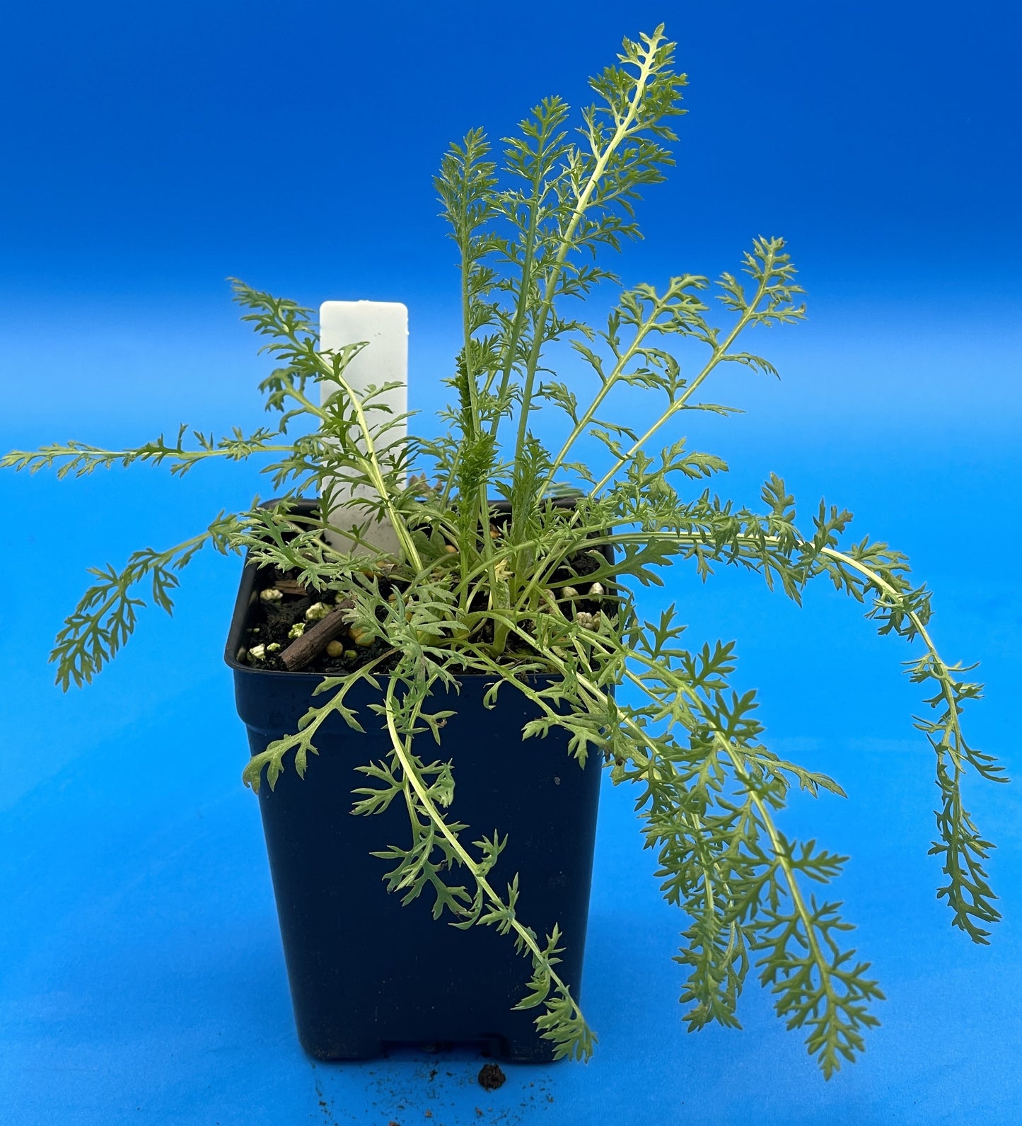 Yarrow Starter Plant - Achillea millefolium - Official Yarrow - Pollinator Magnet! No Shipping To Cailifornia Or Arizona!