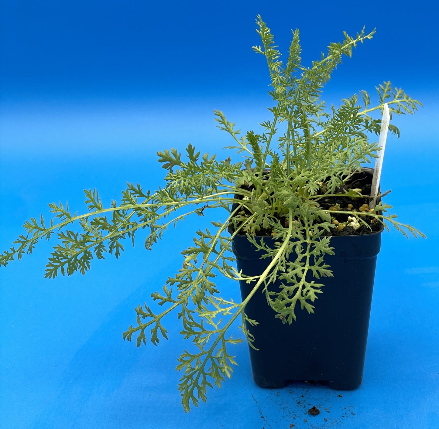 Yarrow Starter Plant - Achillea millefolium - Official Yarrow - Pollinator Magnet! No Shipping To Cailifornia Or Arizona!