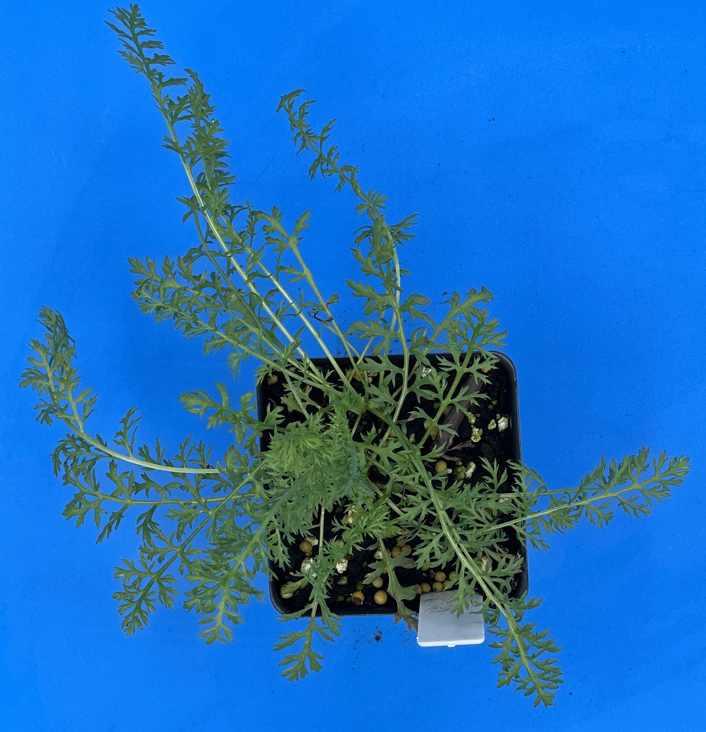 Yarrow Starter Plant - Achillea millefolium - Official Yarrow - Pollinator Magnet! No Shipping To Cailifornia Or Arizona!