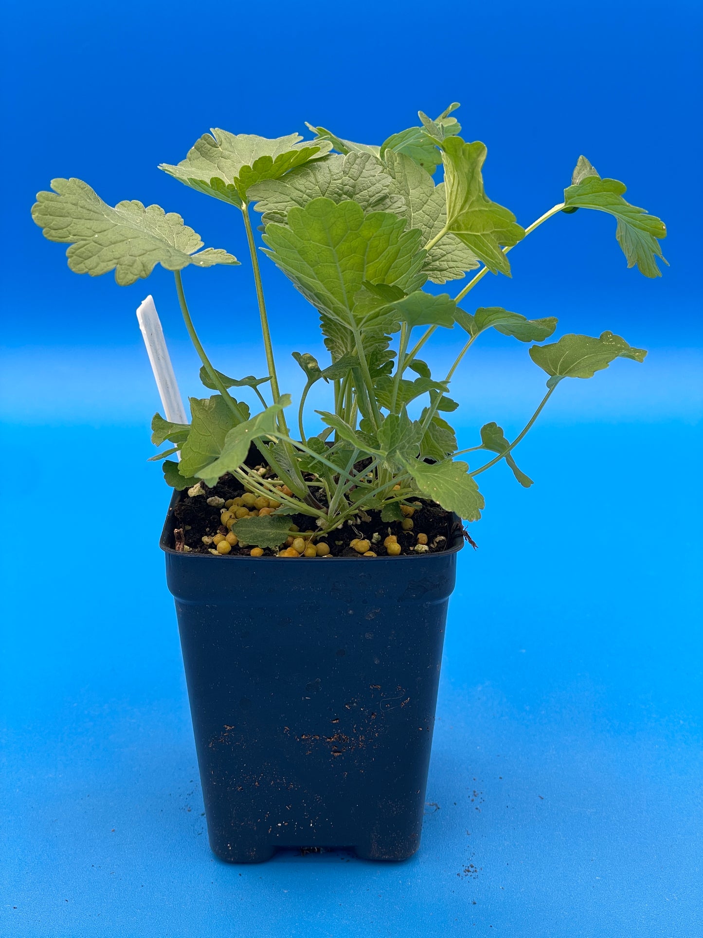 Motherwort, Siberian Live 3" Starter Plant - Amazing Pollinator Plant! Leonurus Sibericus - No Shipping To California Or Arizona!
