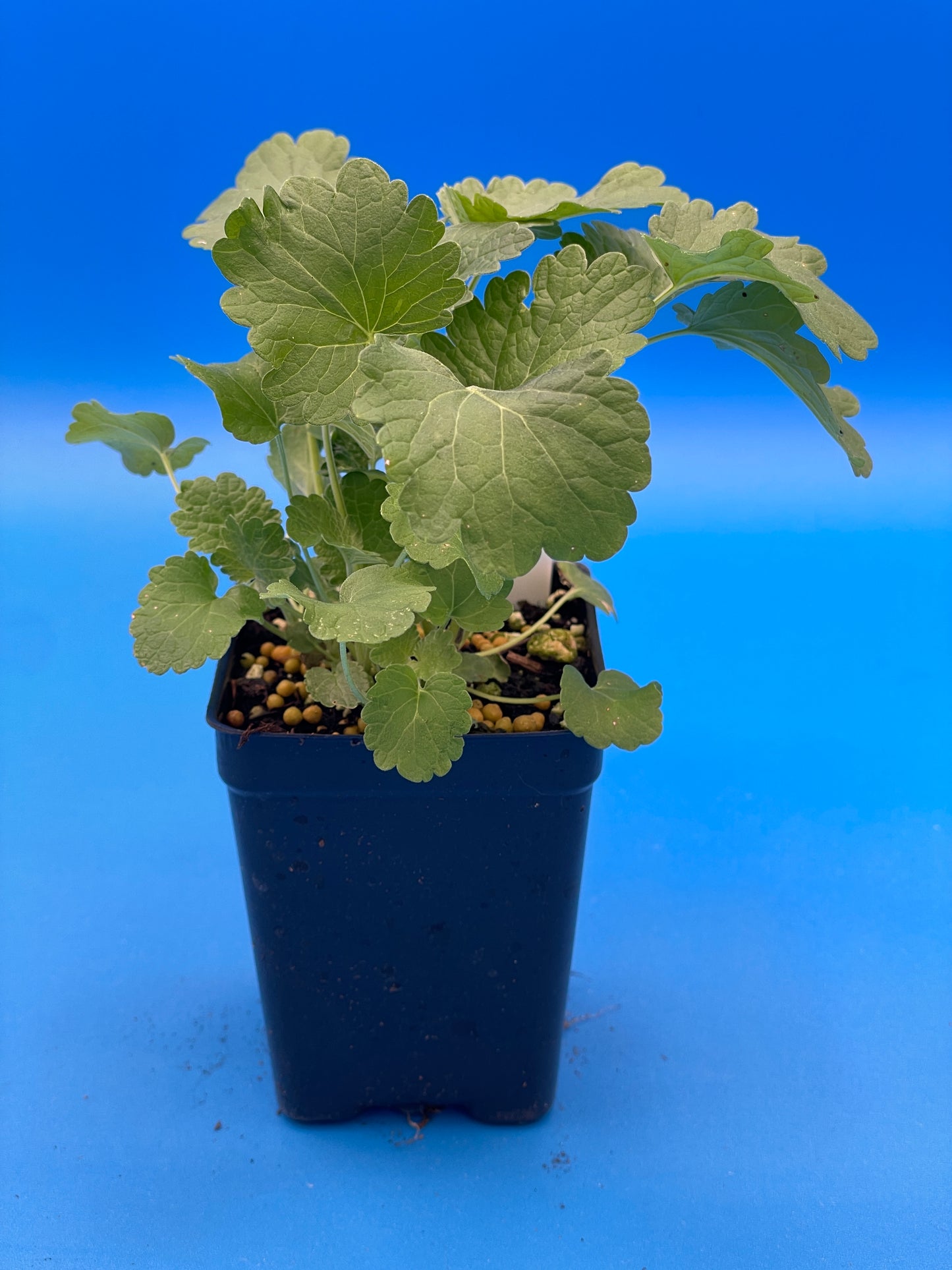 Motherwort, Siberian Live 3" Starter Plant - Amazing Pollinator Plant! Leonurus Sibericus - No Shipping To California Or Arizona!