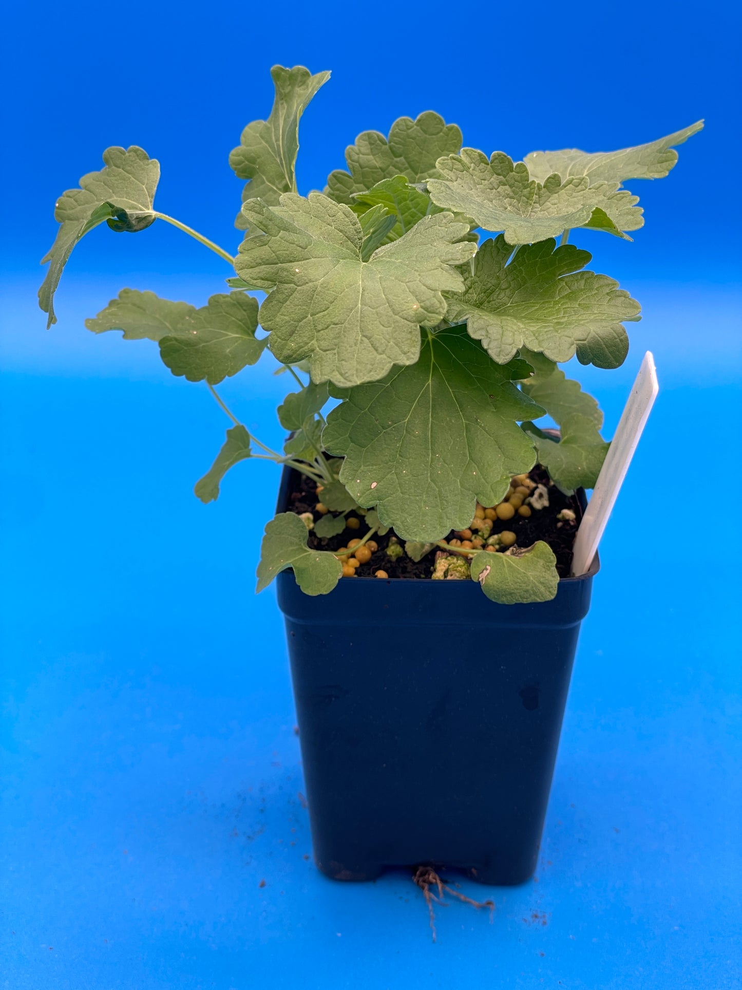 Motherwort, Siberian Live 3" Starter Plant - Amazing Pollinator Plant! Leonurus Sibericus - No Shipping To California Or Arizona!