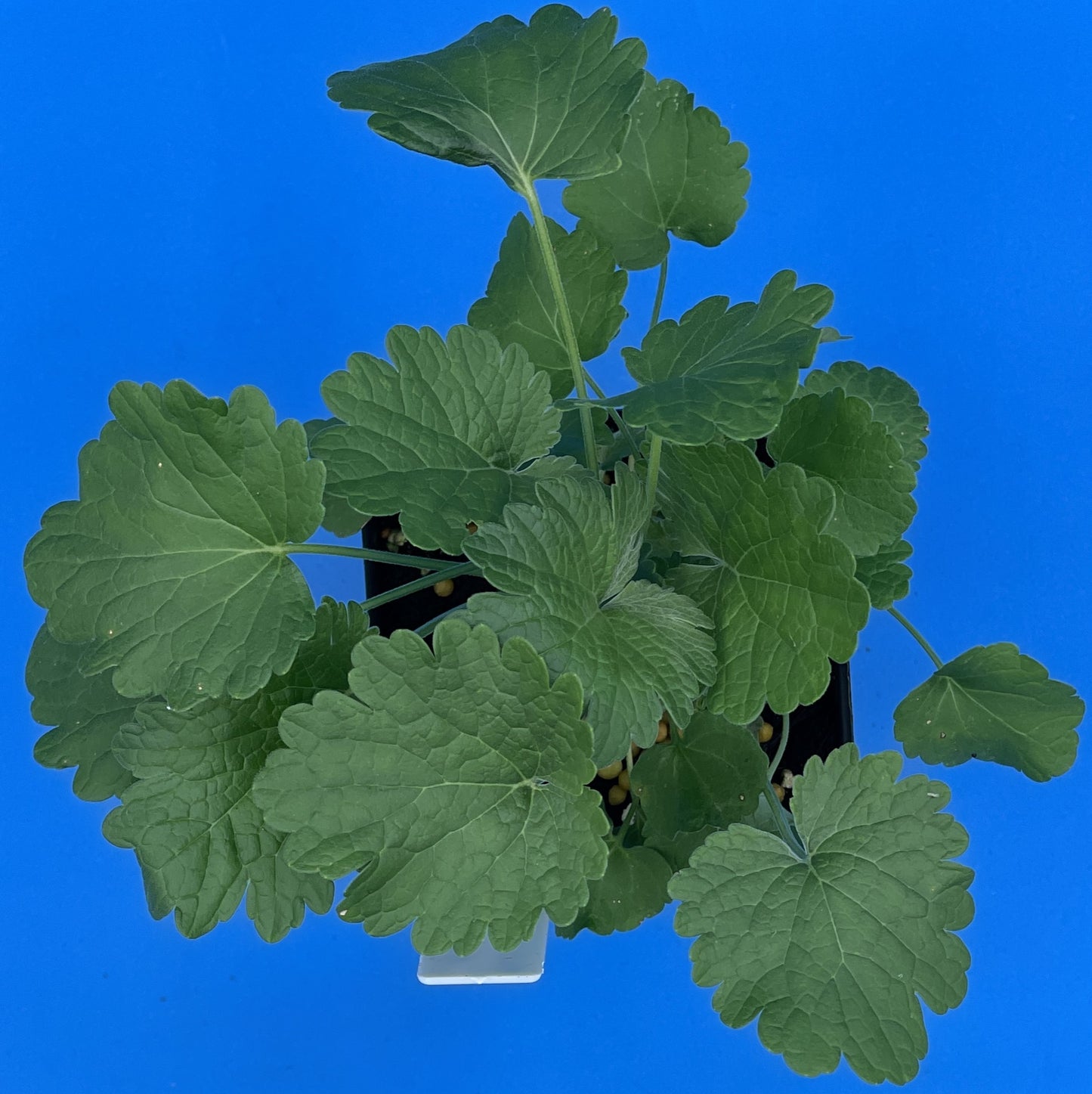 Motherwort, Siberian Live 3" Starter Plant - Amazing Pollinator Plant! Leonurus Sibericus - No Shipping To California Or Arizona!
